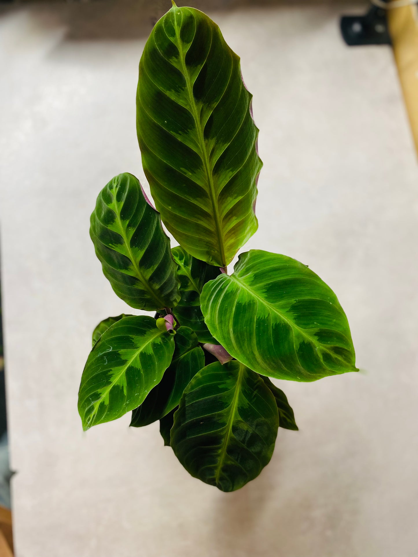 Calathea Warscewiczii Jungle Velvet