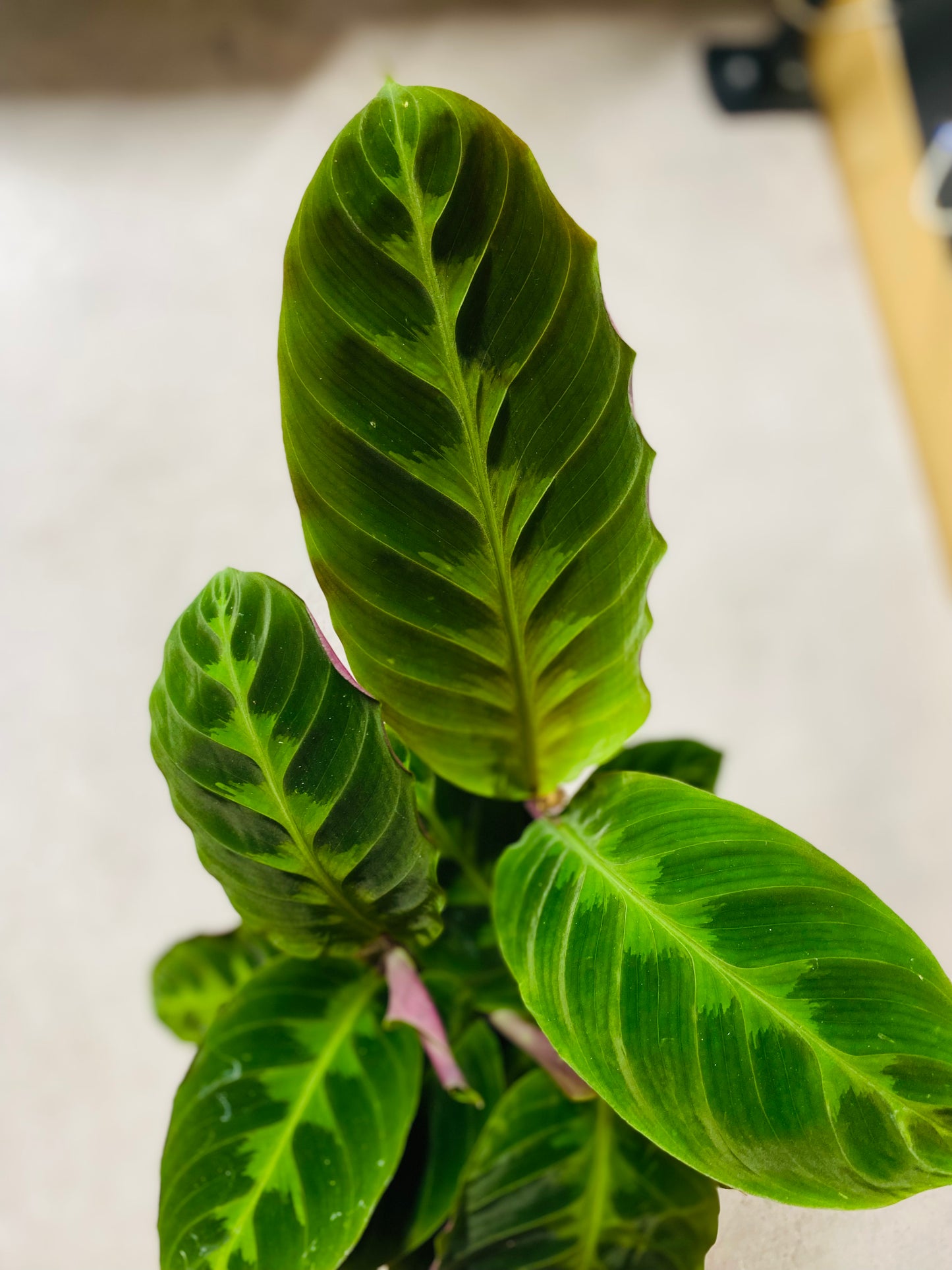 Calathea Warscewiczii Jungle Velvet