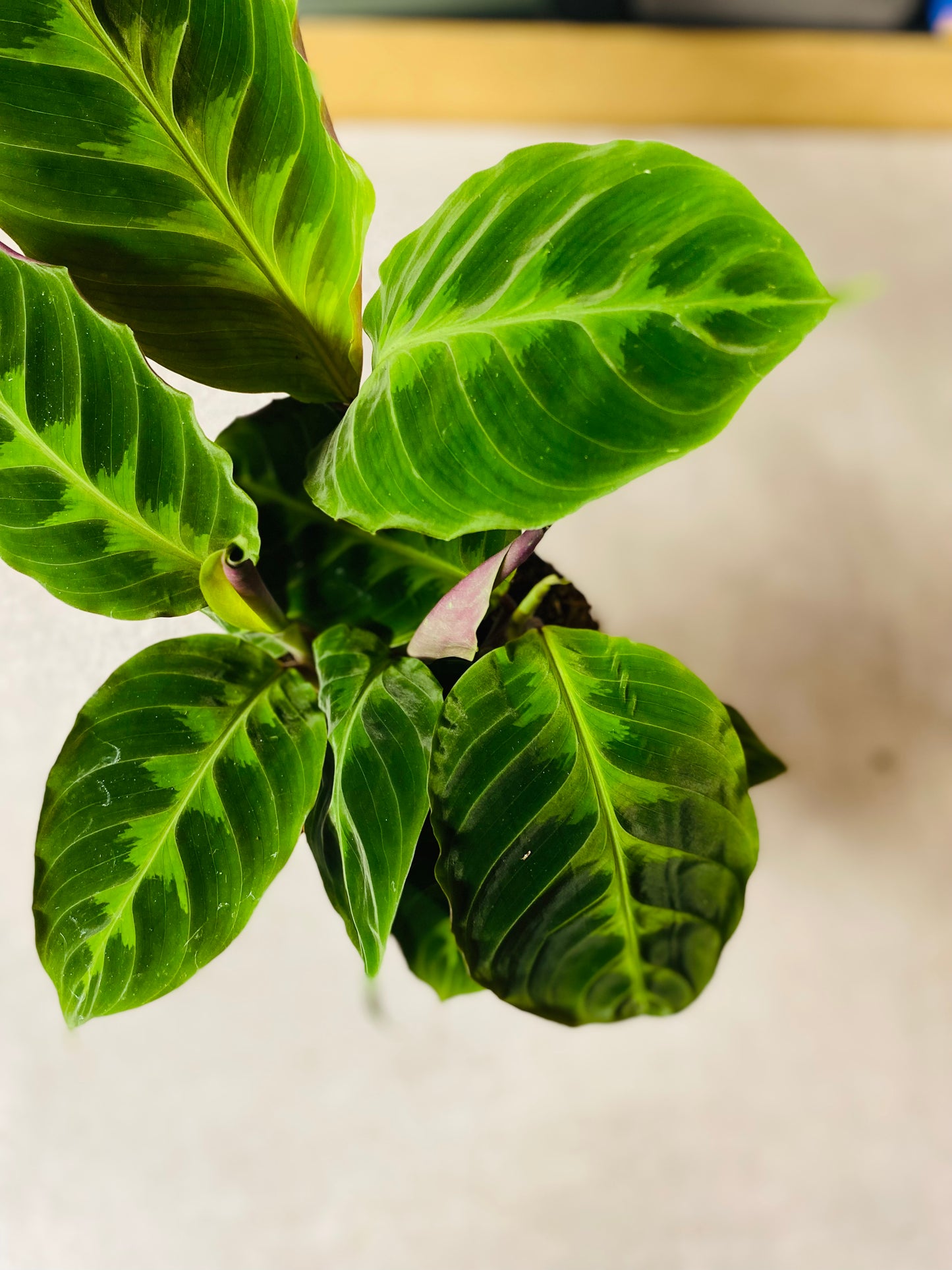 Calathea Warscewiczii Jungle Velvet