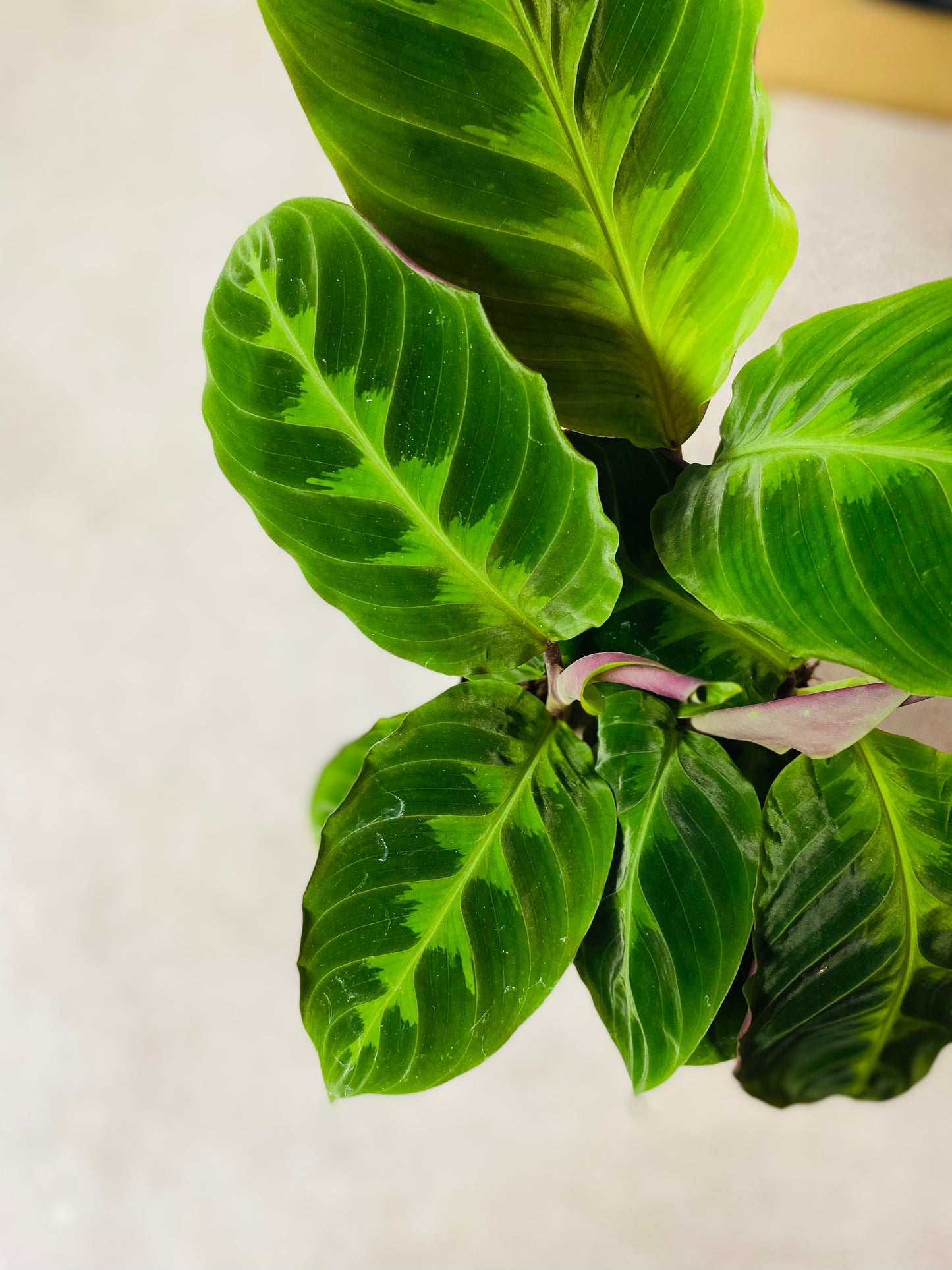 Calathea Warscewiczii Jungle Velvet