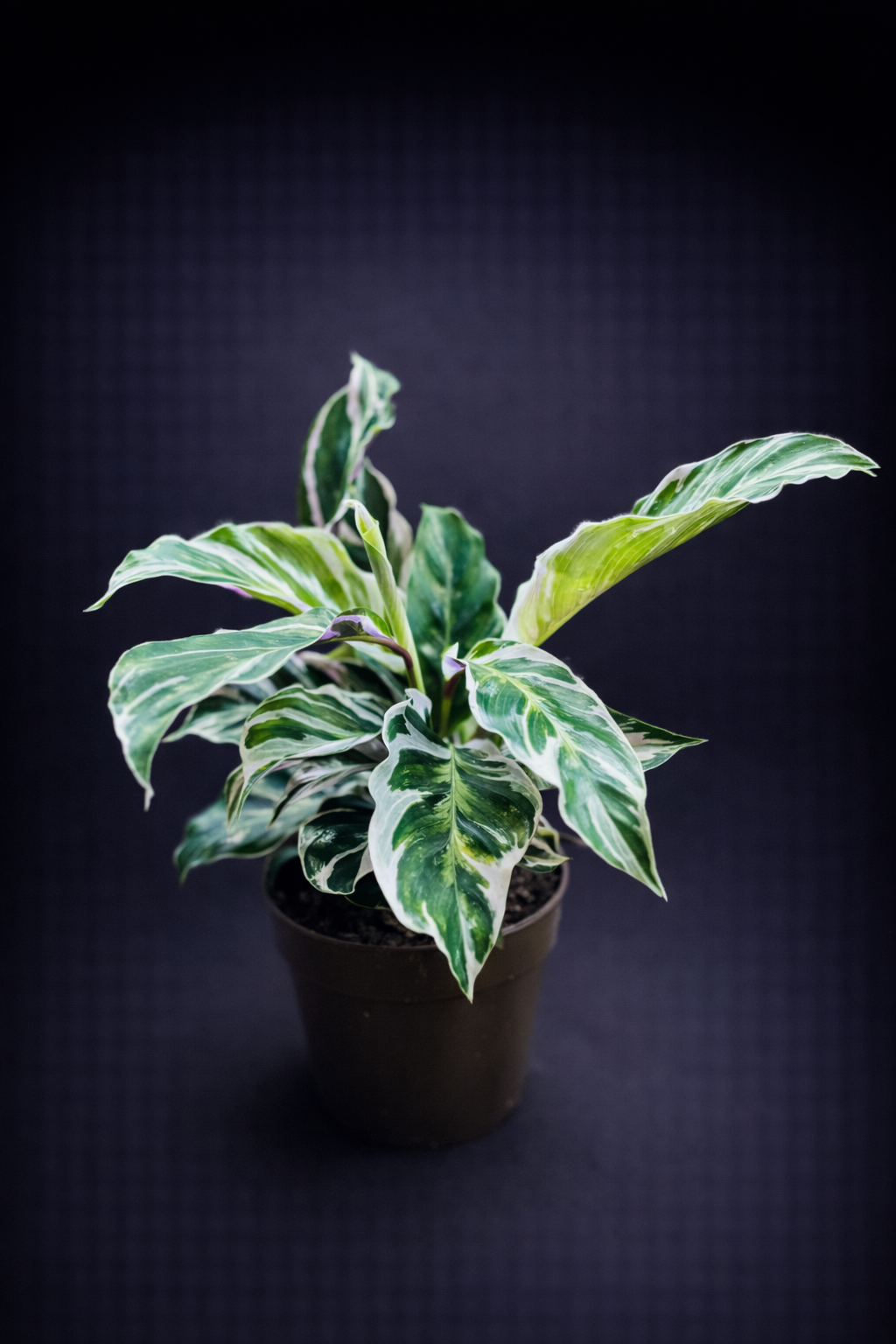 Calathea White Fusion