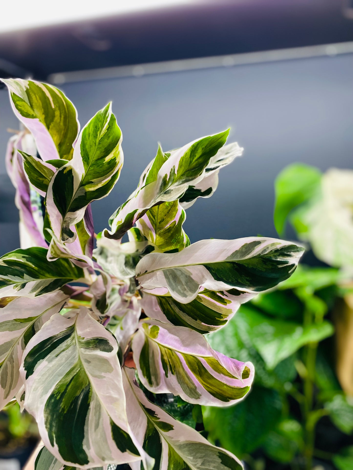 Calathea White Fusion