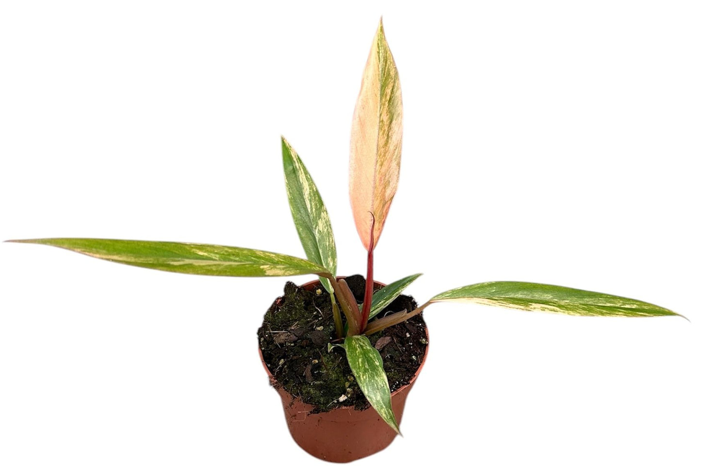 Philodendron Caramel Marble Variegata