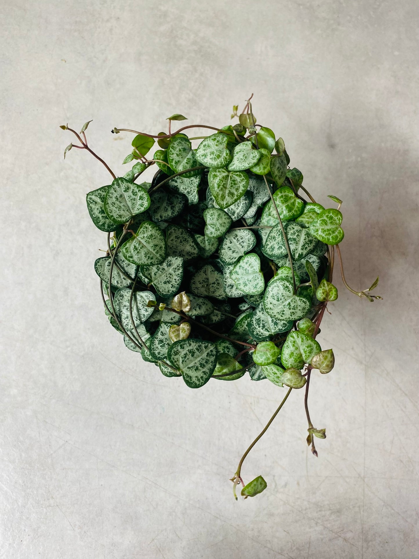 Ceropegia Woodii