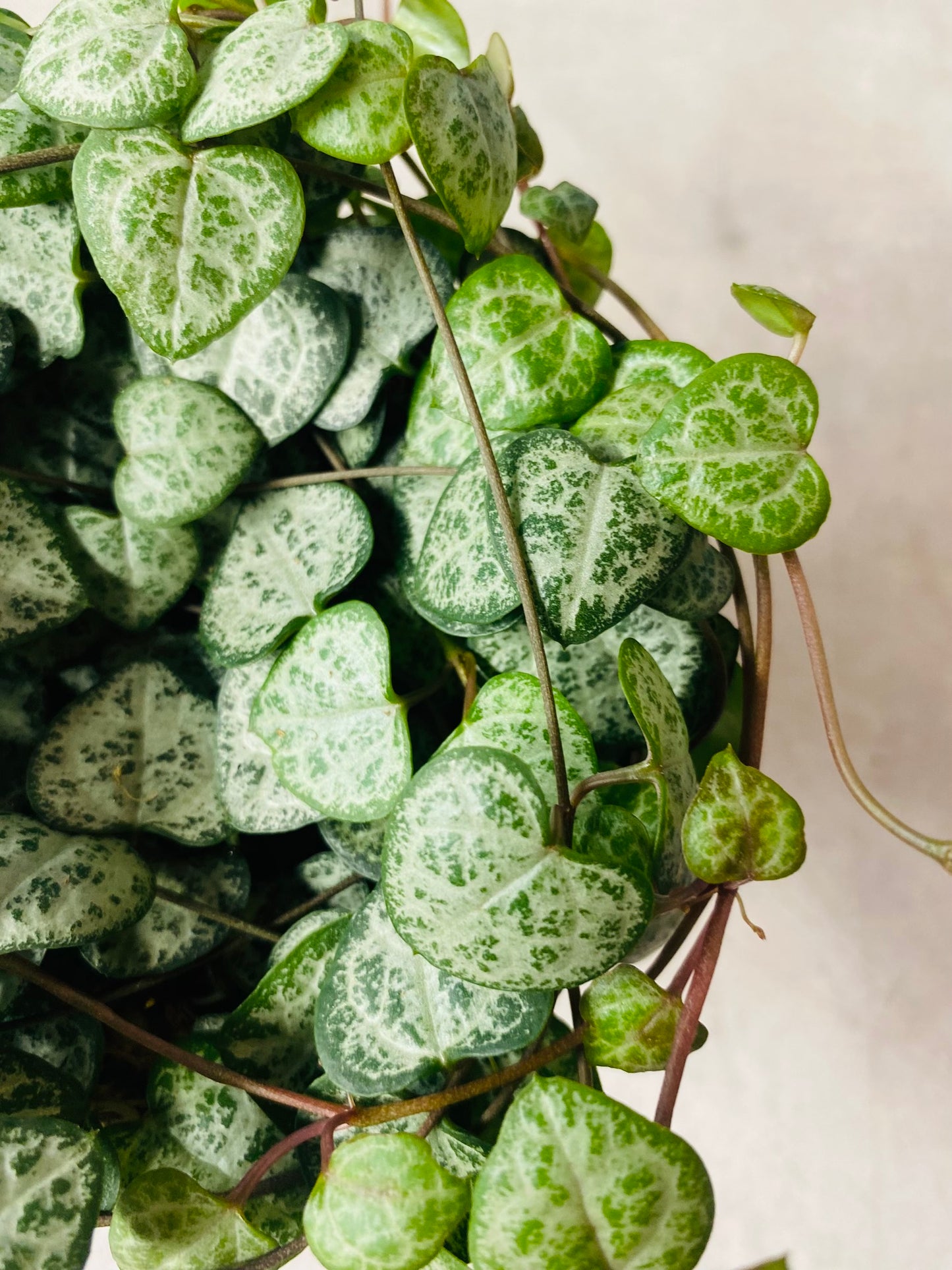 Ceropegia Woodii