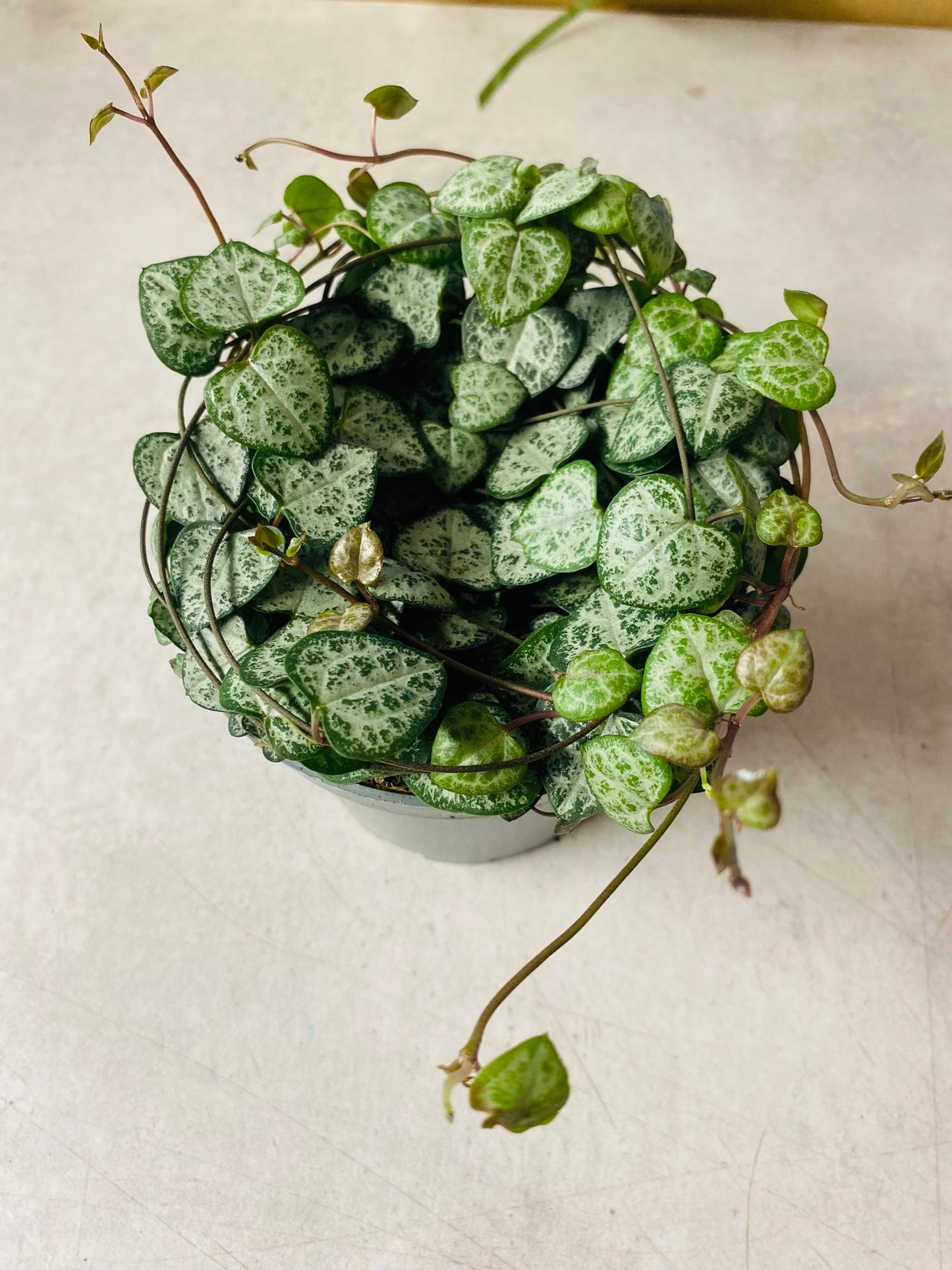 Ceropegia Woodii
