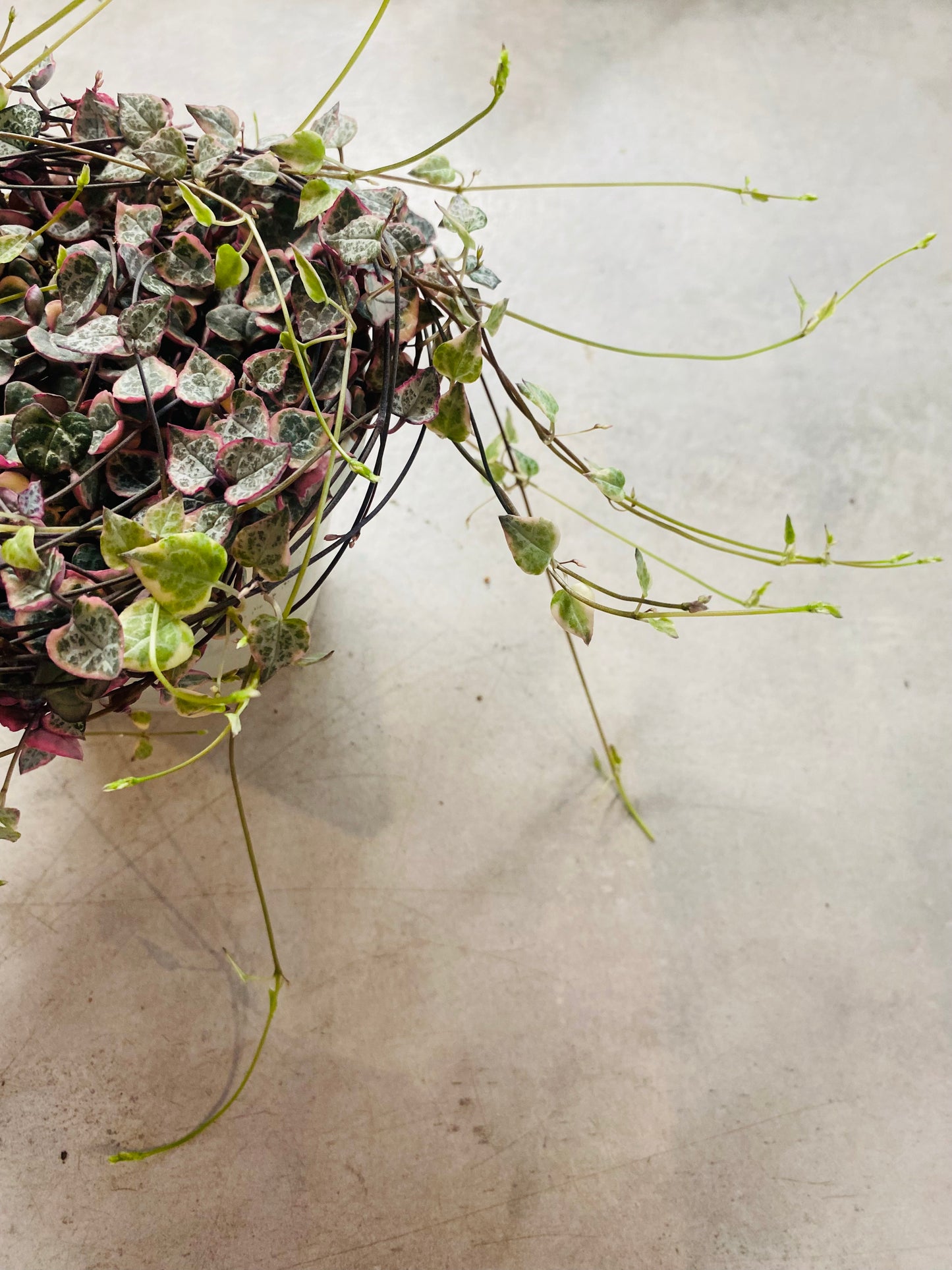 Ceropegia Woodii Variegata - Strings of Hearts