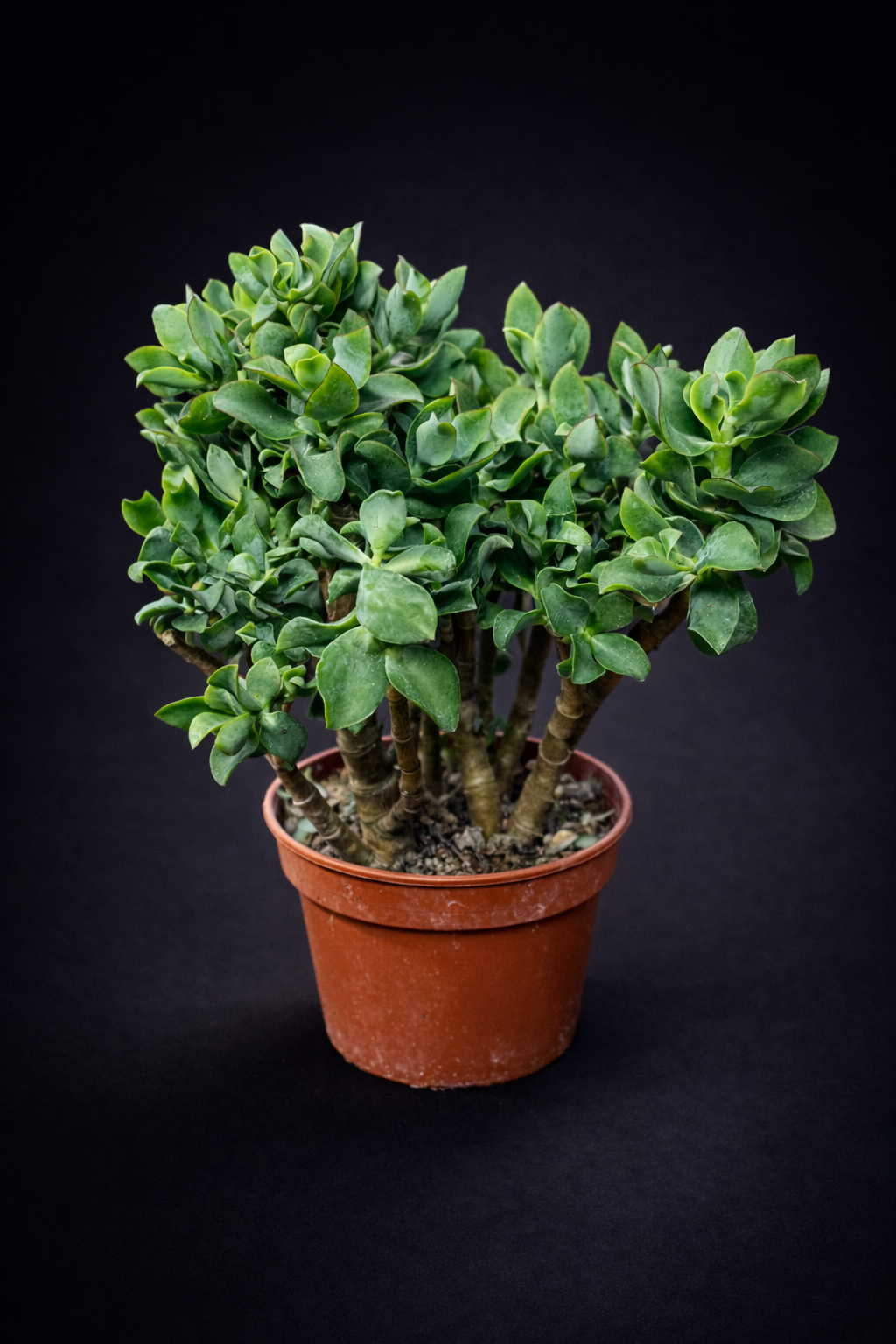 Crassula Arbrescens Undulatiefolia