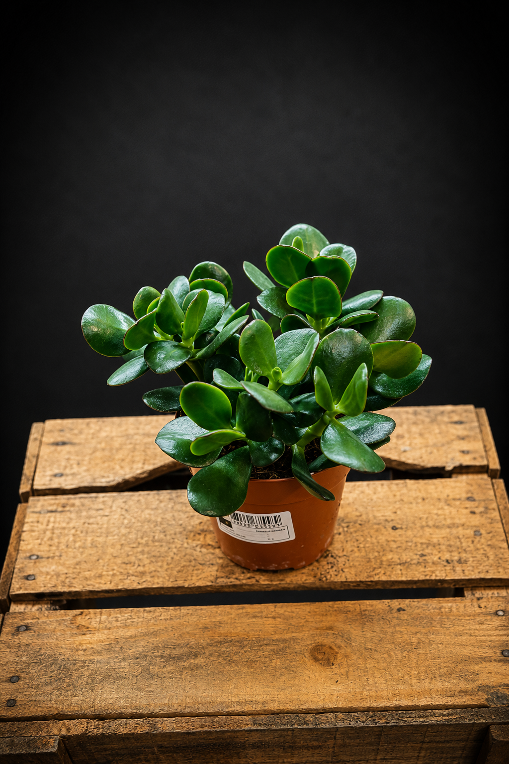 Crassula Ovata