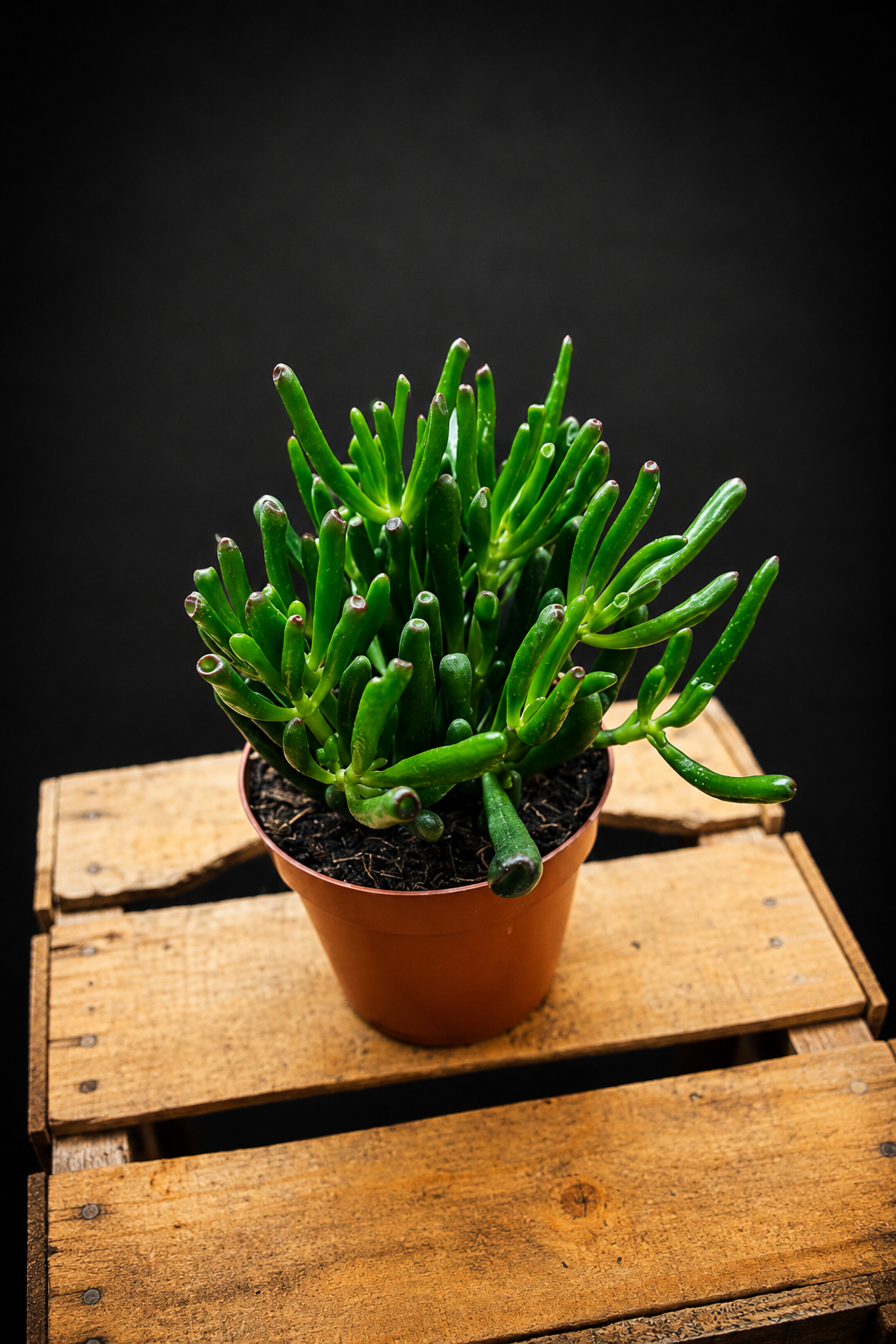 Crassula Ovata Gollum