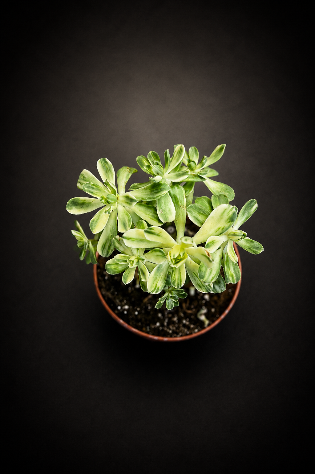 Crassula Variegata