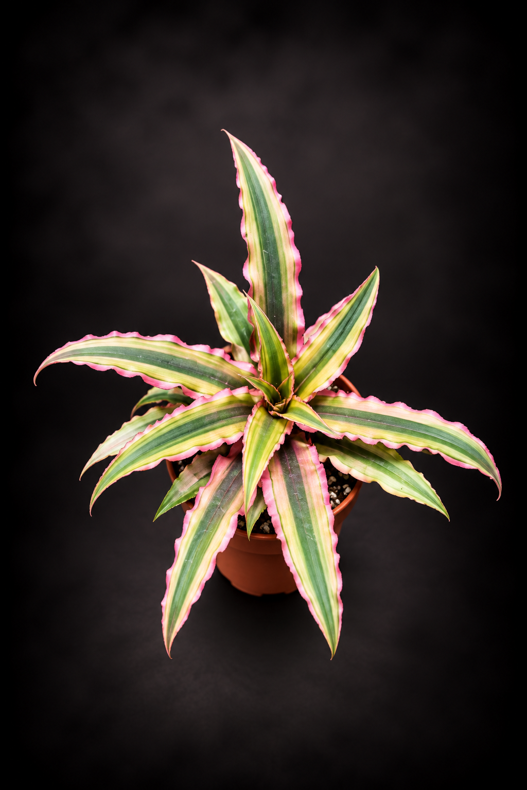 Cryptanthus Rubin Star