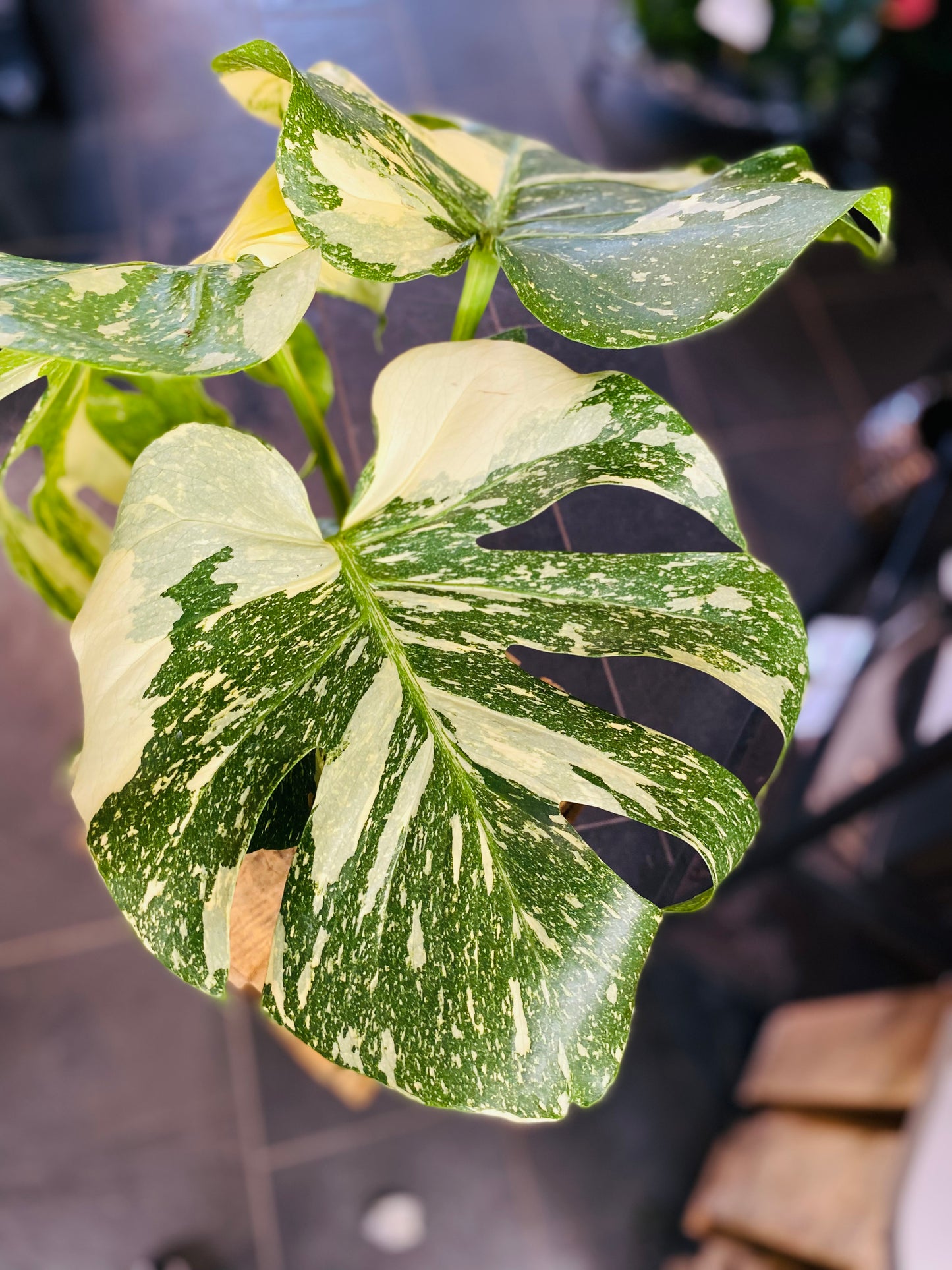 Monstera Thai Constellation - 50 cm høy - 2