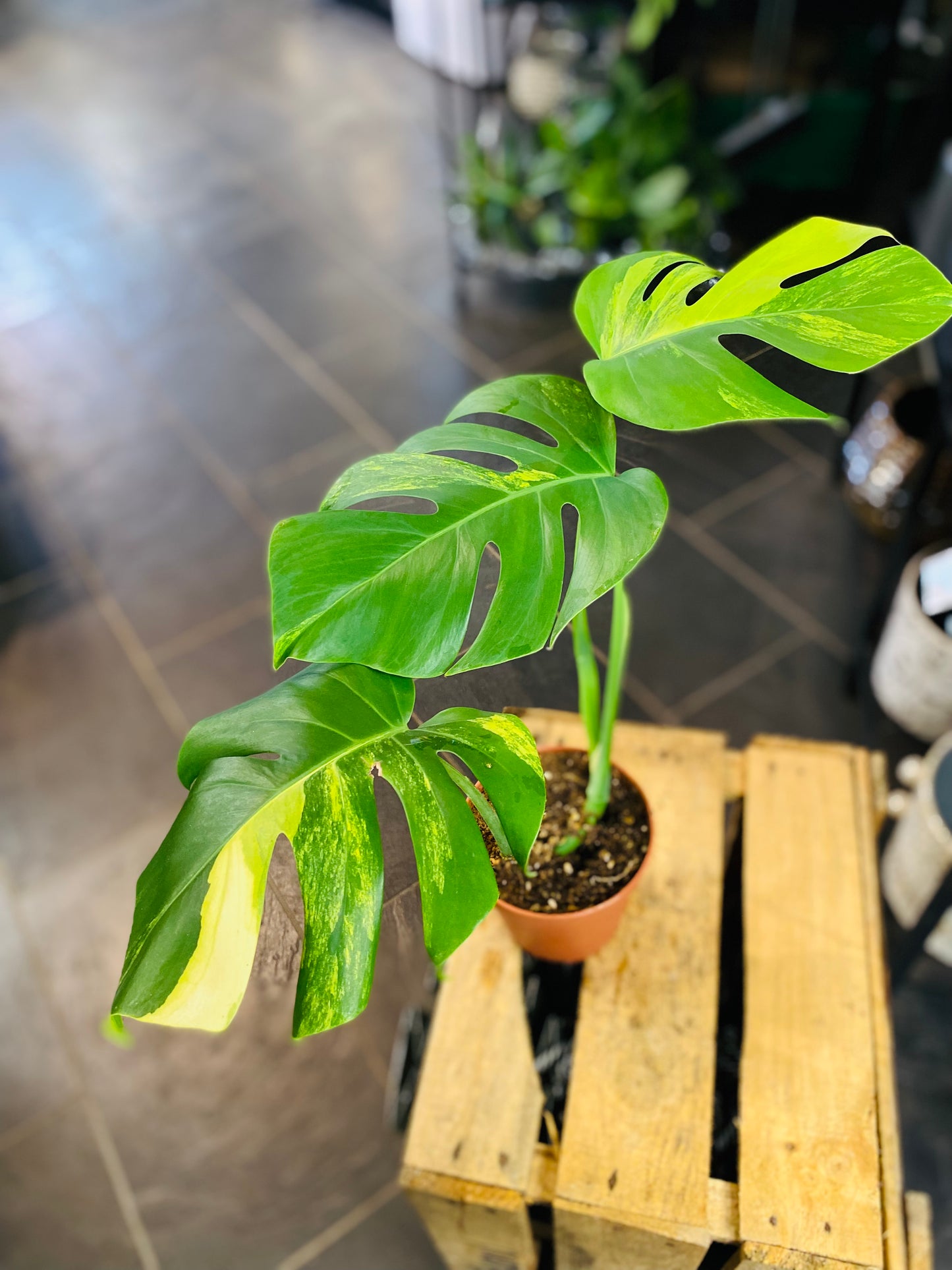Monstera Aurea Variegata