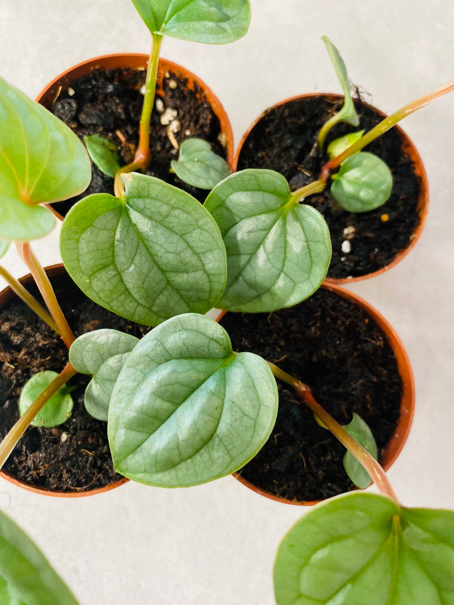 Anthurium Luxurians