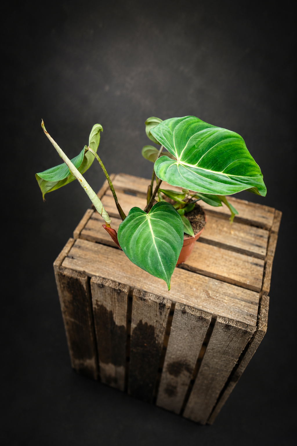 Philodendron Gloriosum