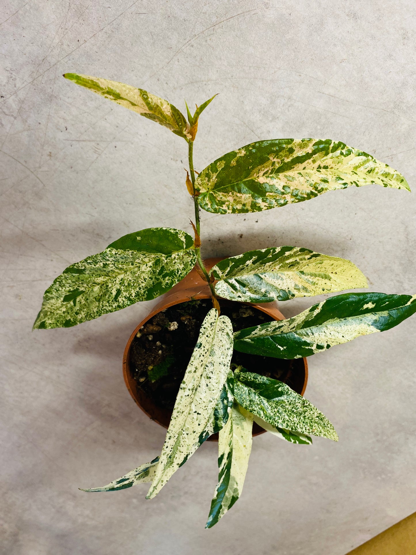 Ficus Sagittata Variegata Pink - 10,5 cm potte