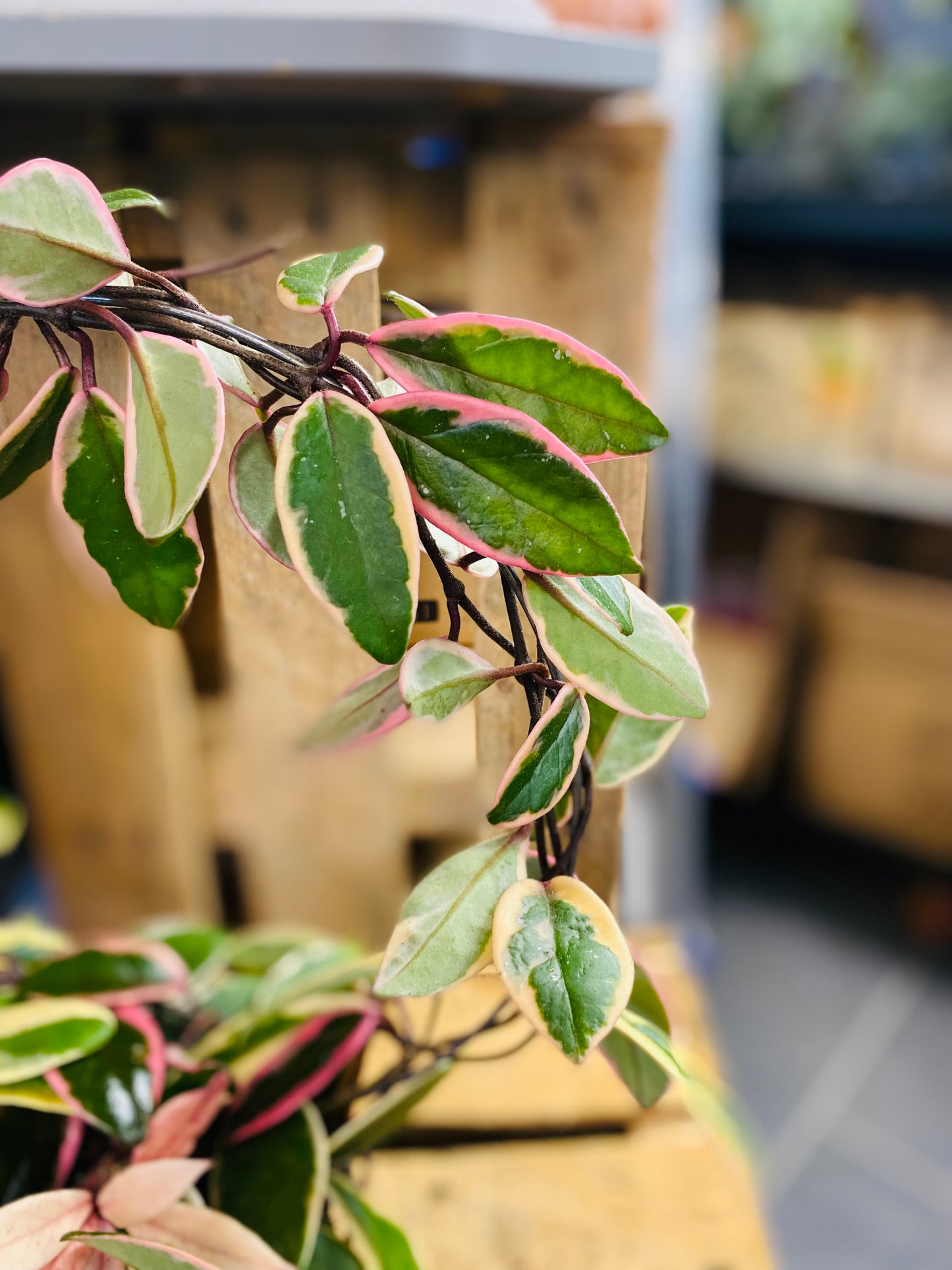 Hoya Carnosa Purple Pride