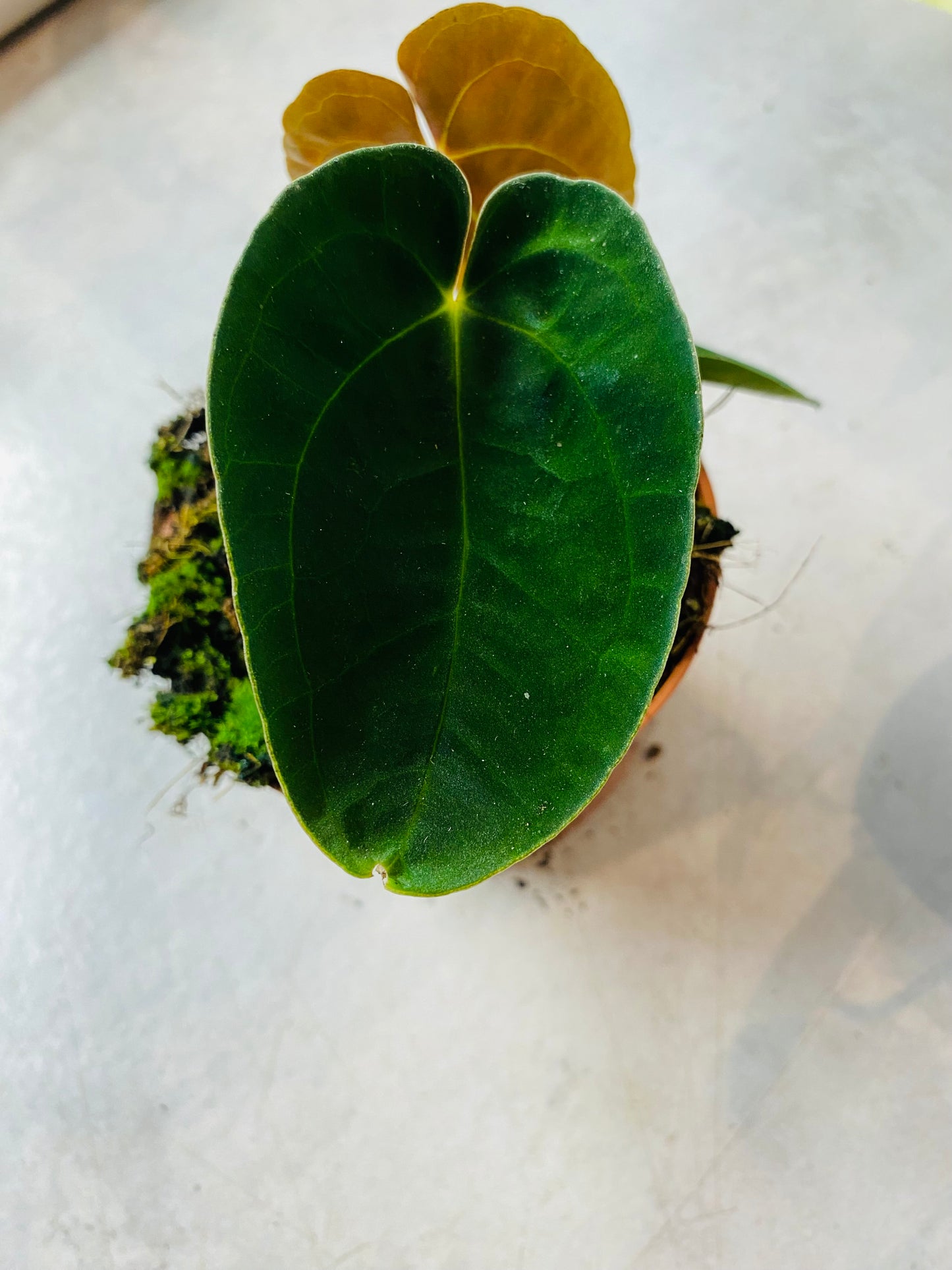 Anthurium Papillilaminum