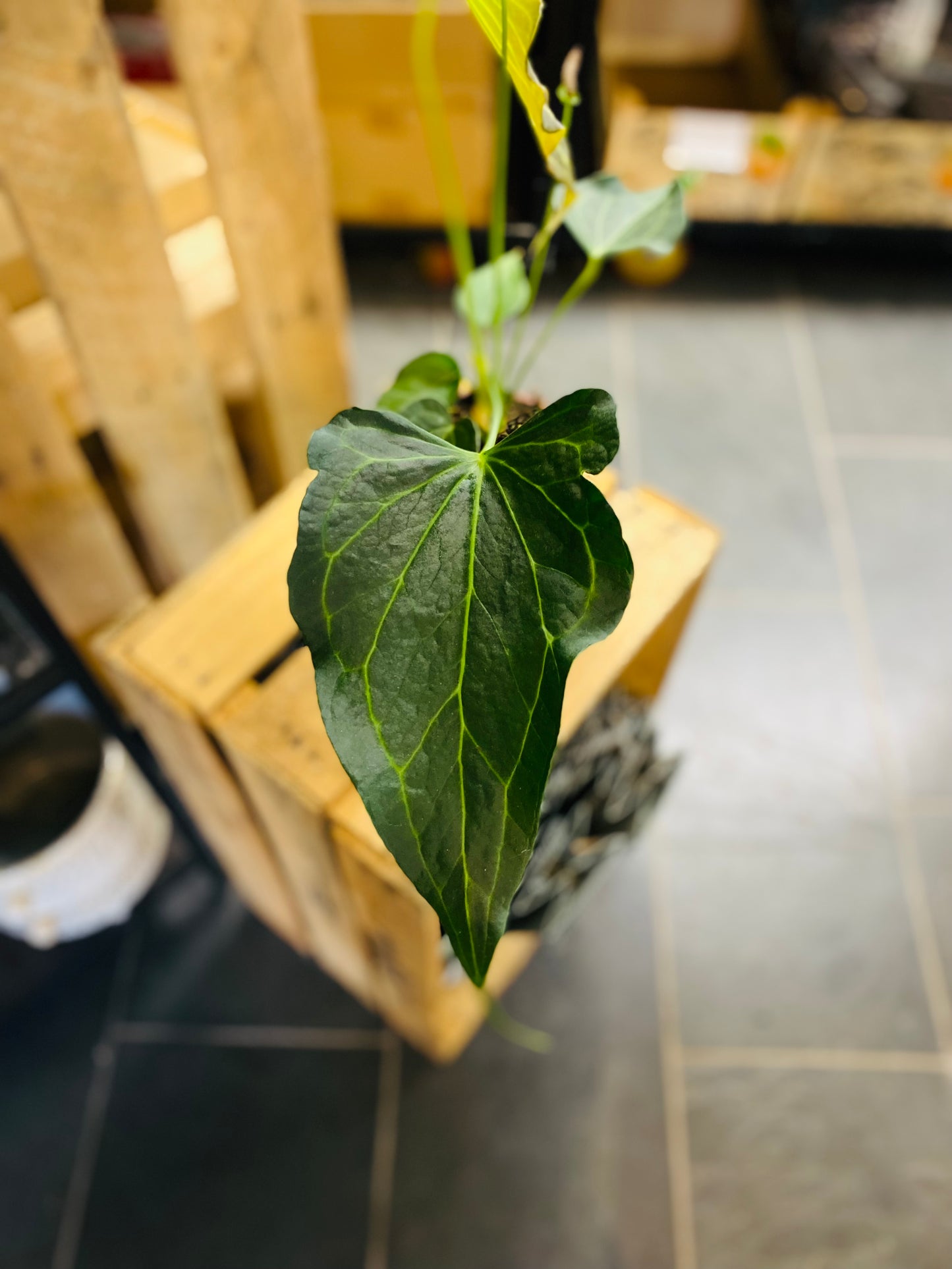 Anthurium Delta Force