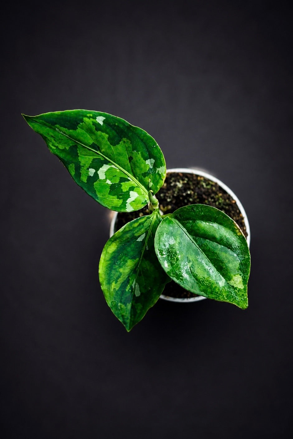 Aglaonema Pictum Tricolor