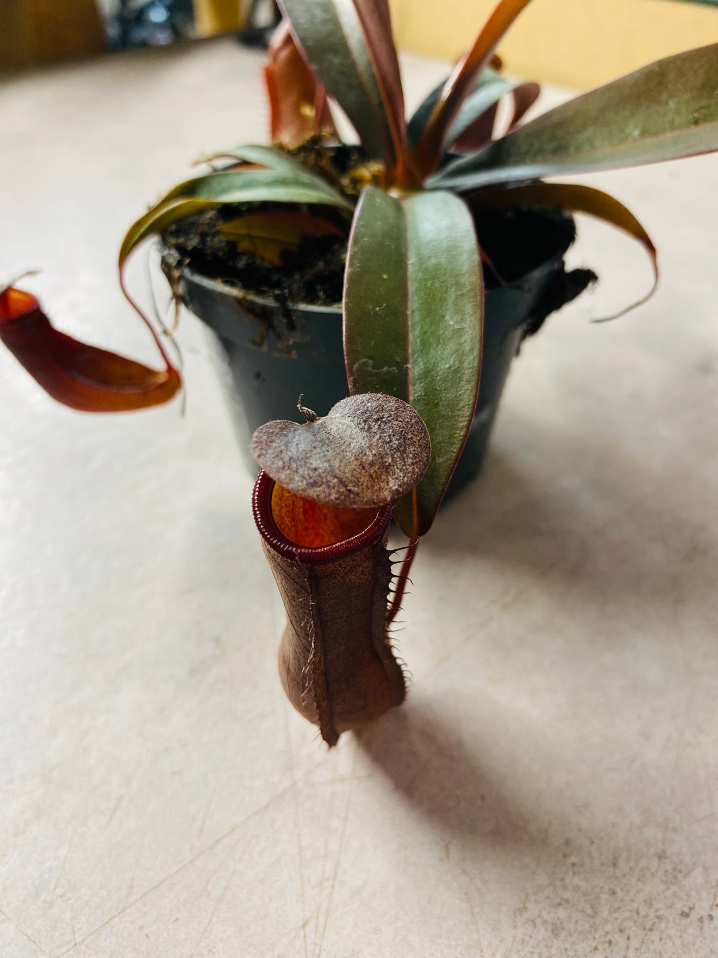 Nepenthes Mikei