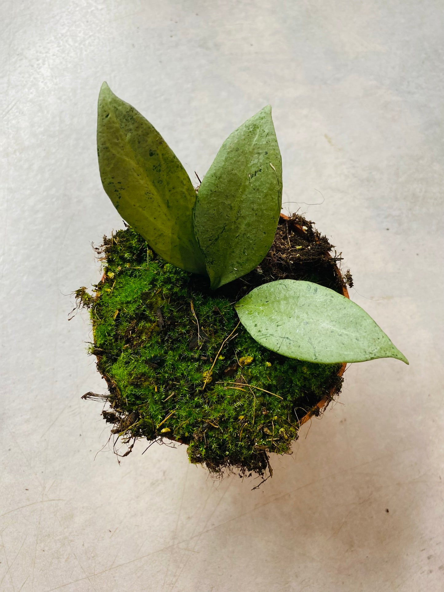 Hoya New Guinea Ghost