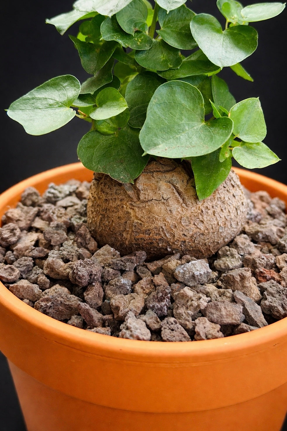 Dioscorea Elephantipes - 5