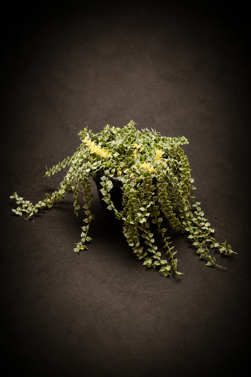 Dischidia Nummeraria Ruscofolia Variegata