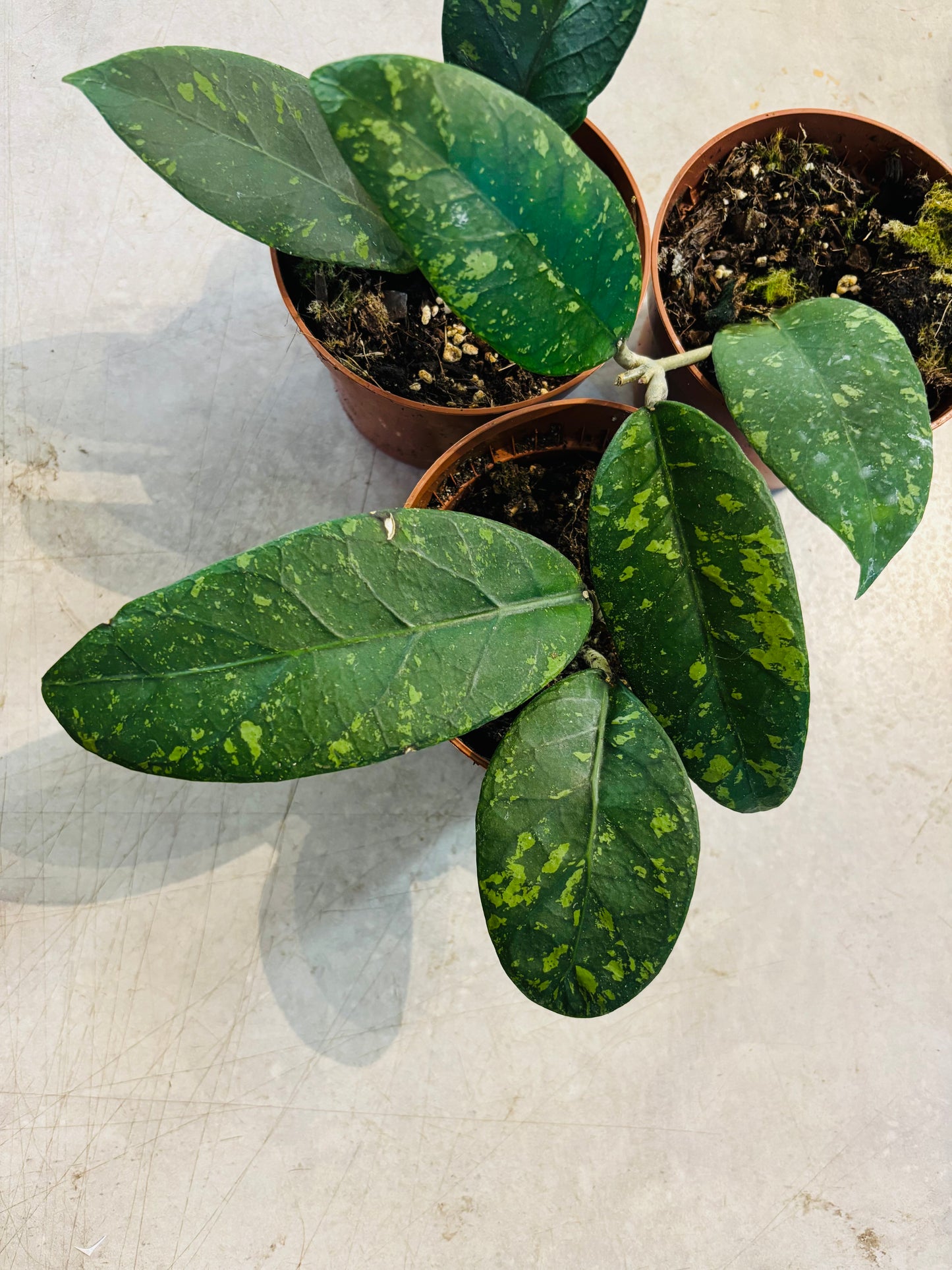 Hoya sp. Aceh Splash