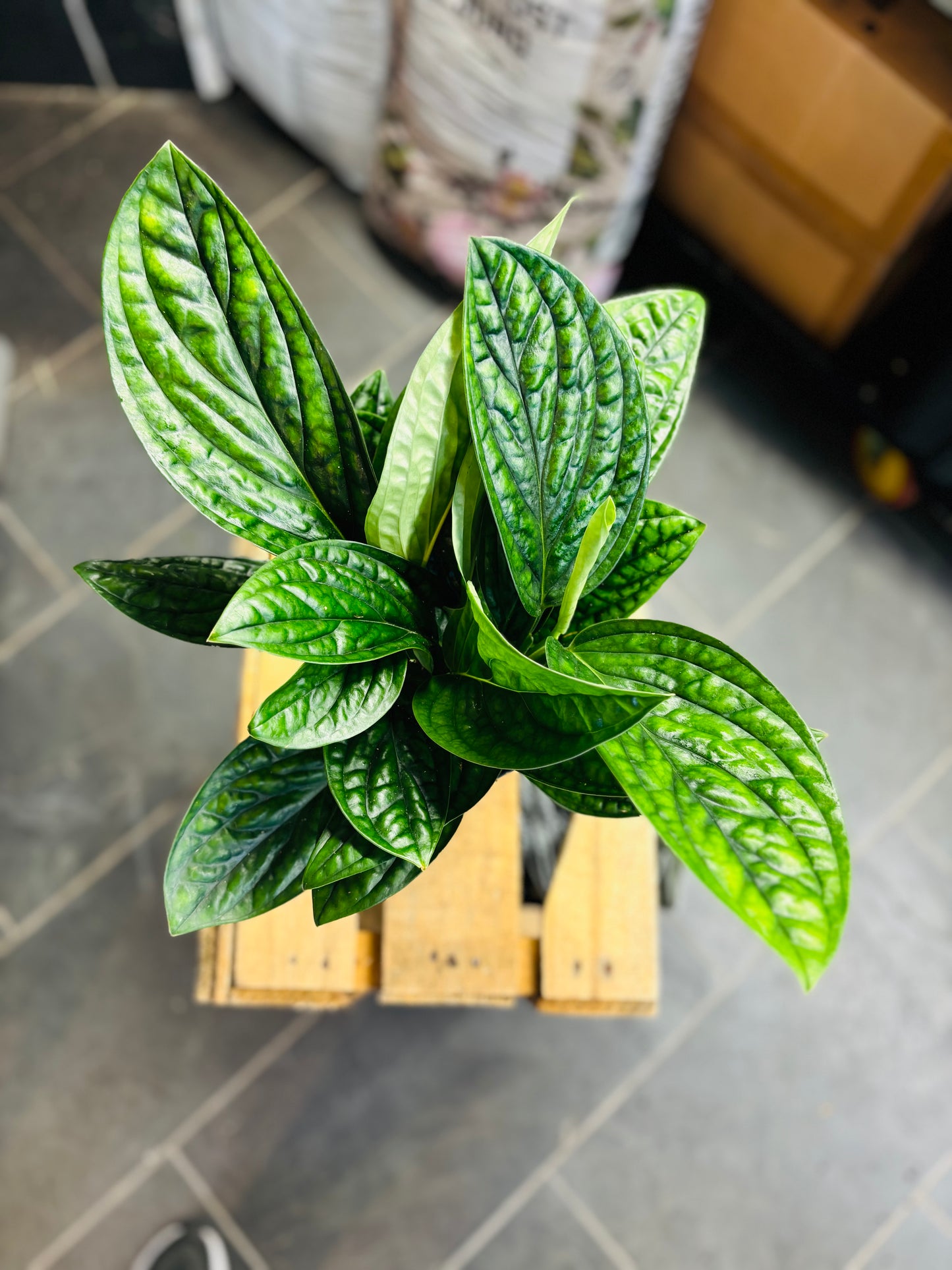 Monstera Peru