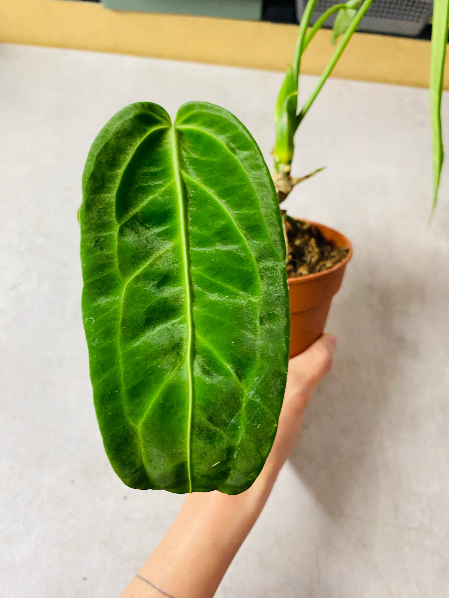 Anthurium Warocqueanum - 12 cm potte