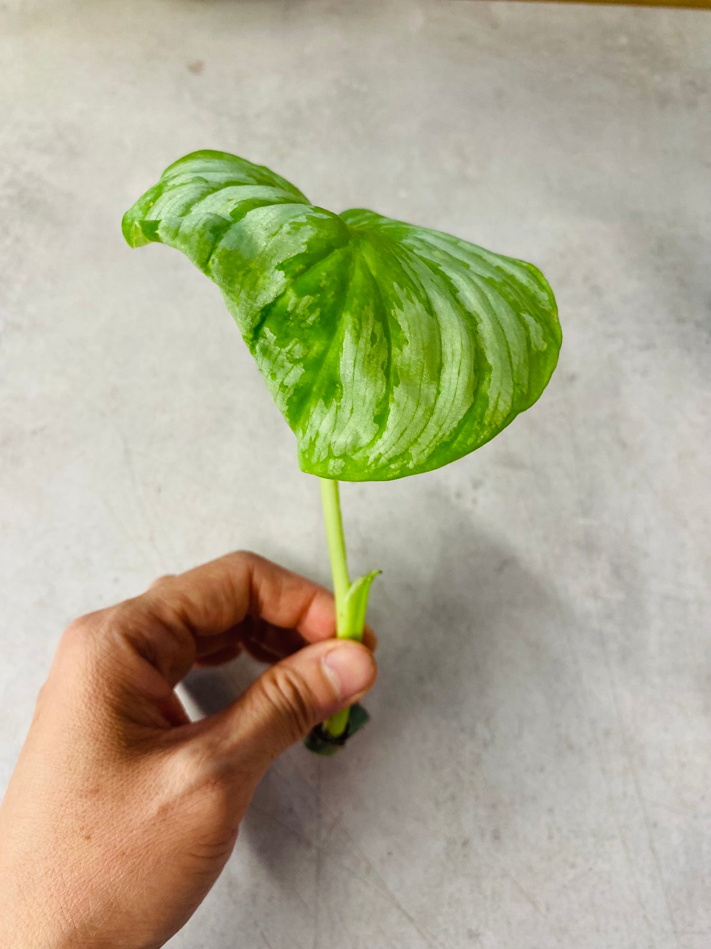 Philodendron Mamei - Stikling