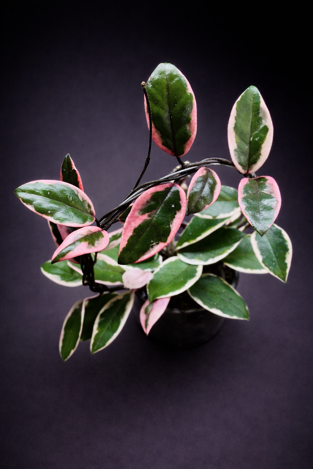 Hoya carnosa 'Purple Pride'