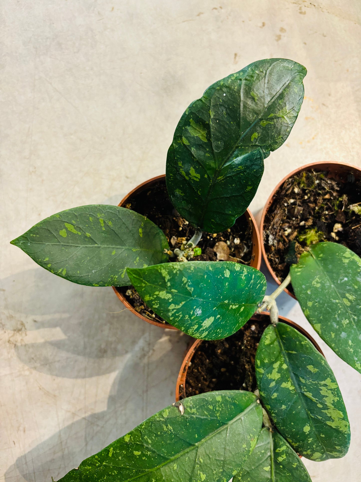 Hoya sp. Aceh Splash
