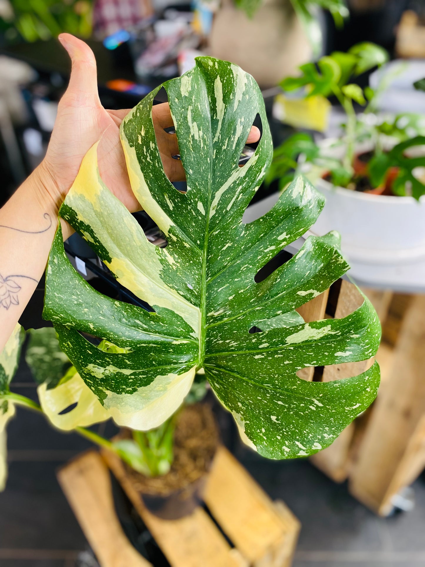 Monstera Thai Constellation - 50 cm høy - 1