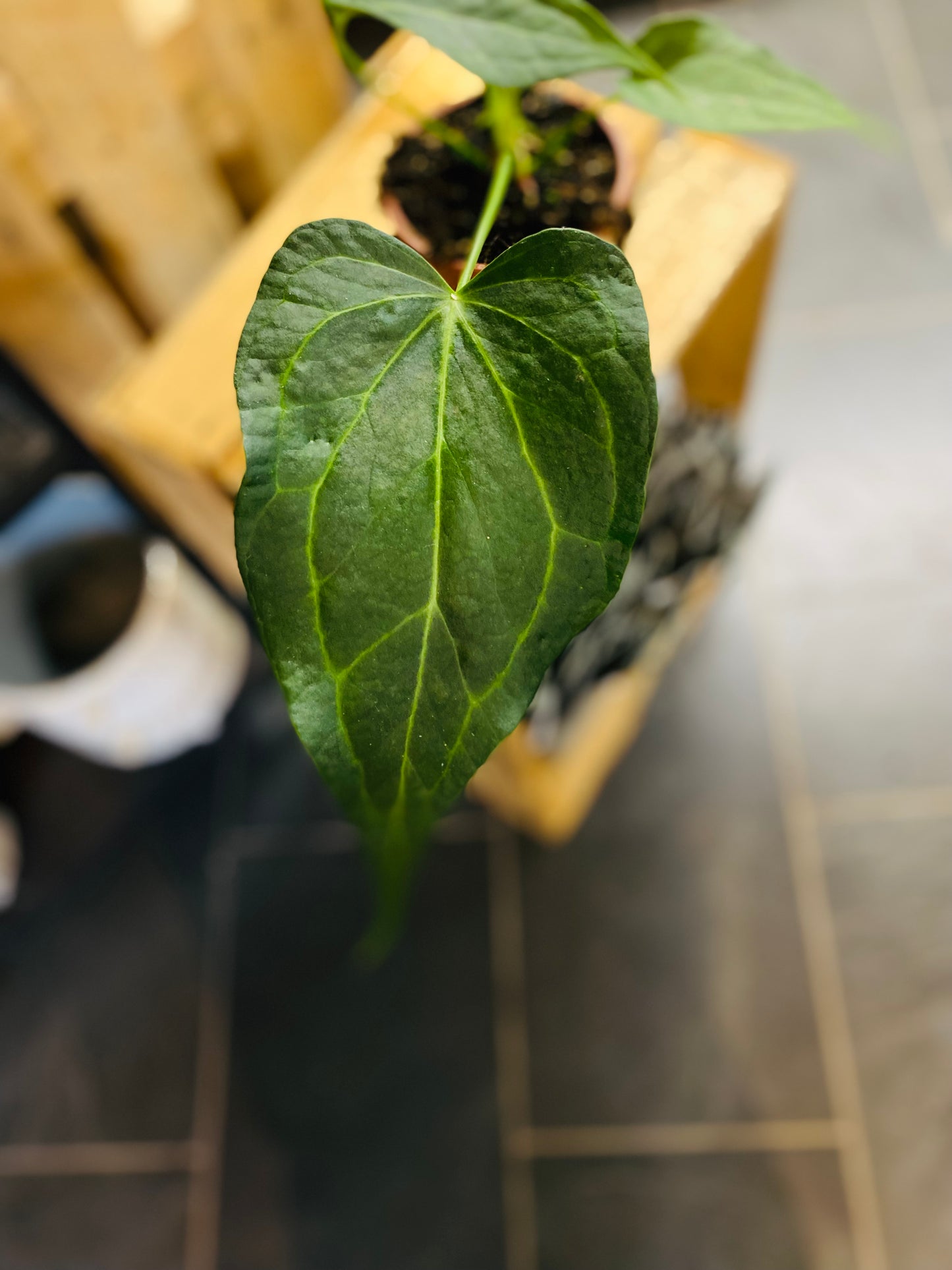 Anthurium Delta Force