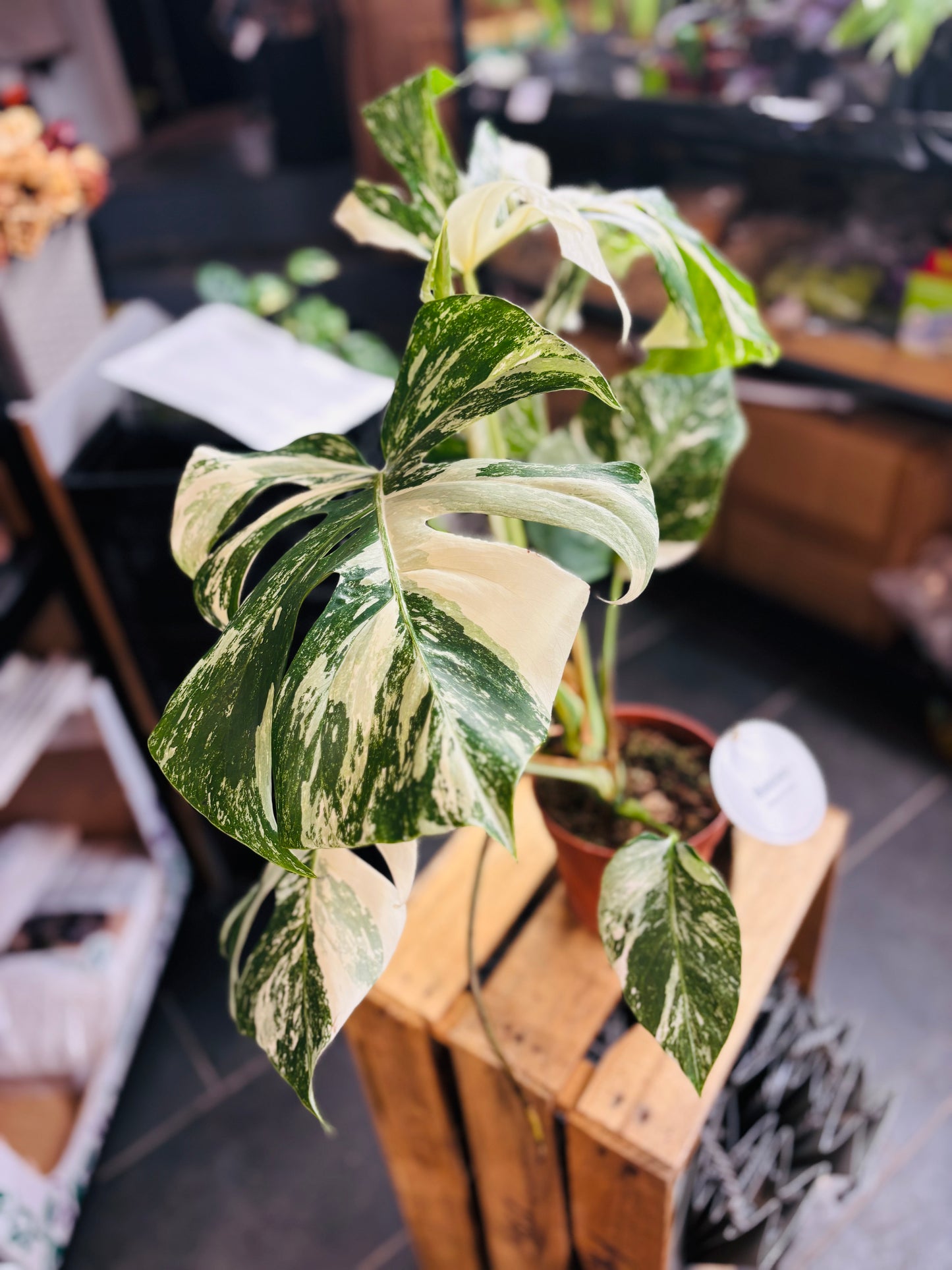 Monstera Variegata - Mye - 5