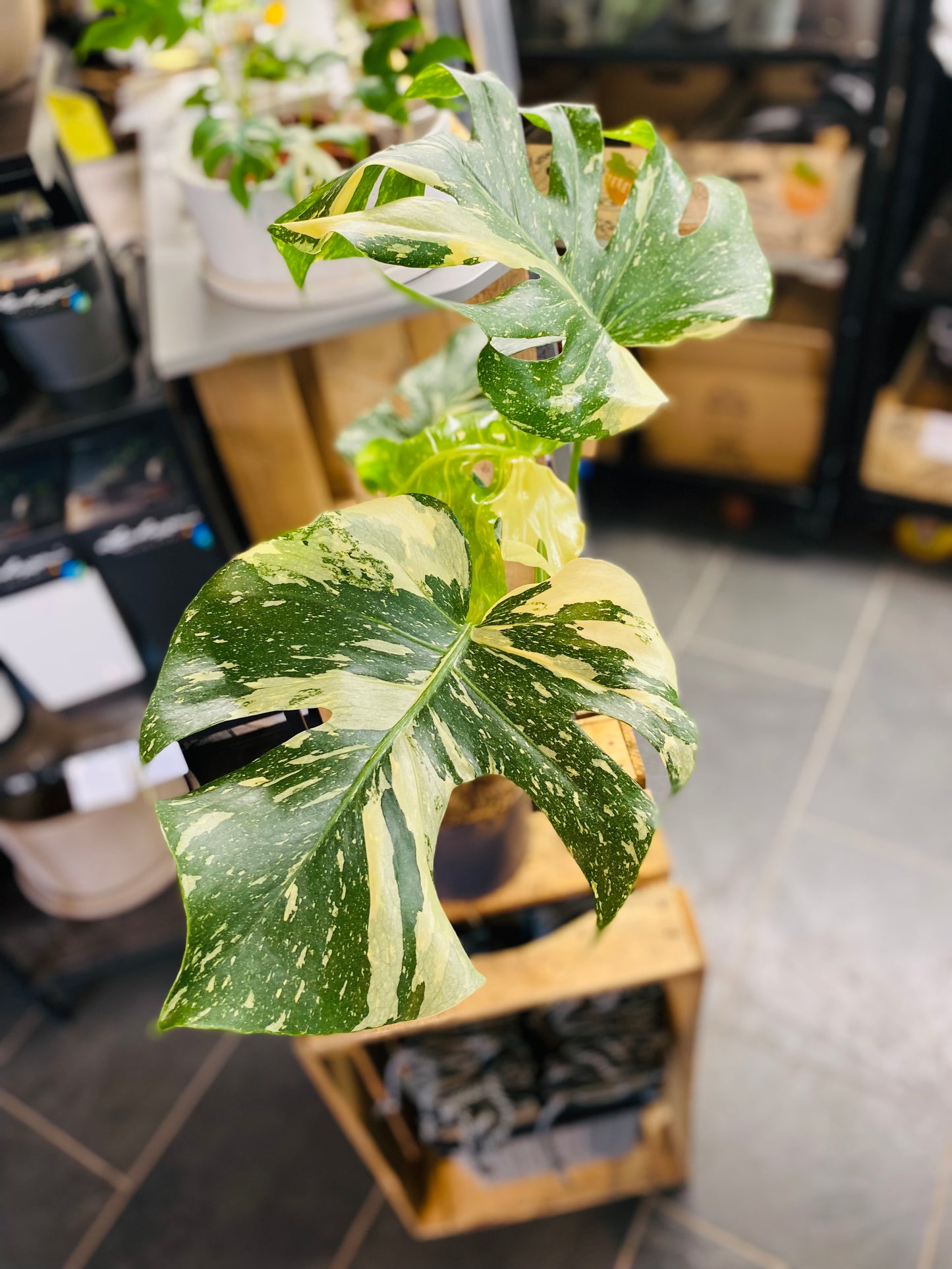 Monstera Thai Constellation - 50 cm høy - 1