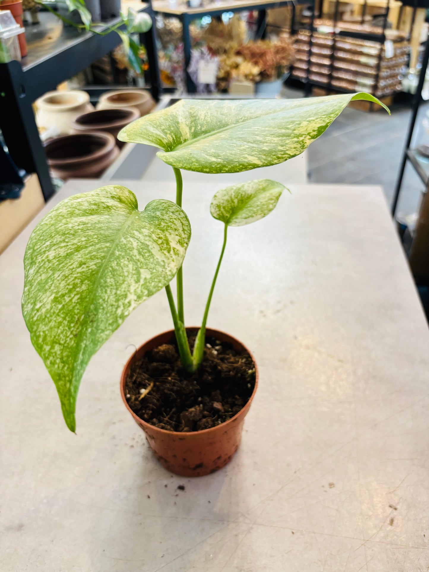 Monstera Mint - 6