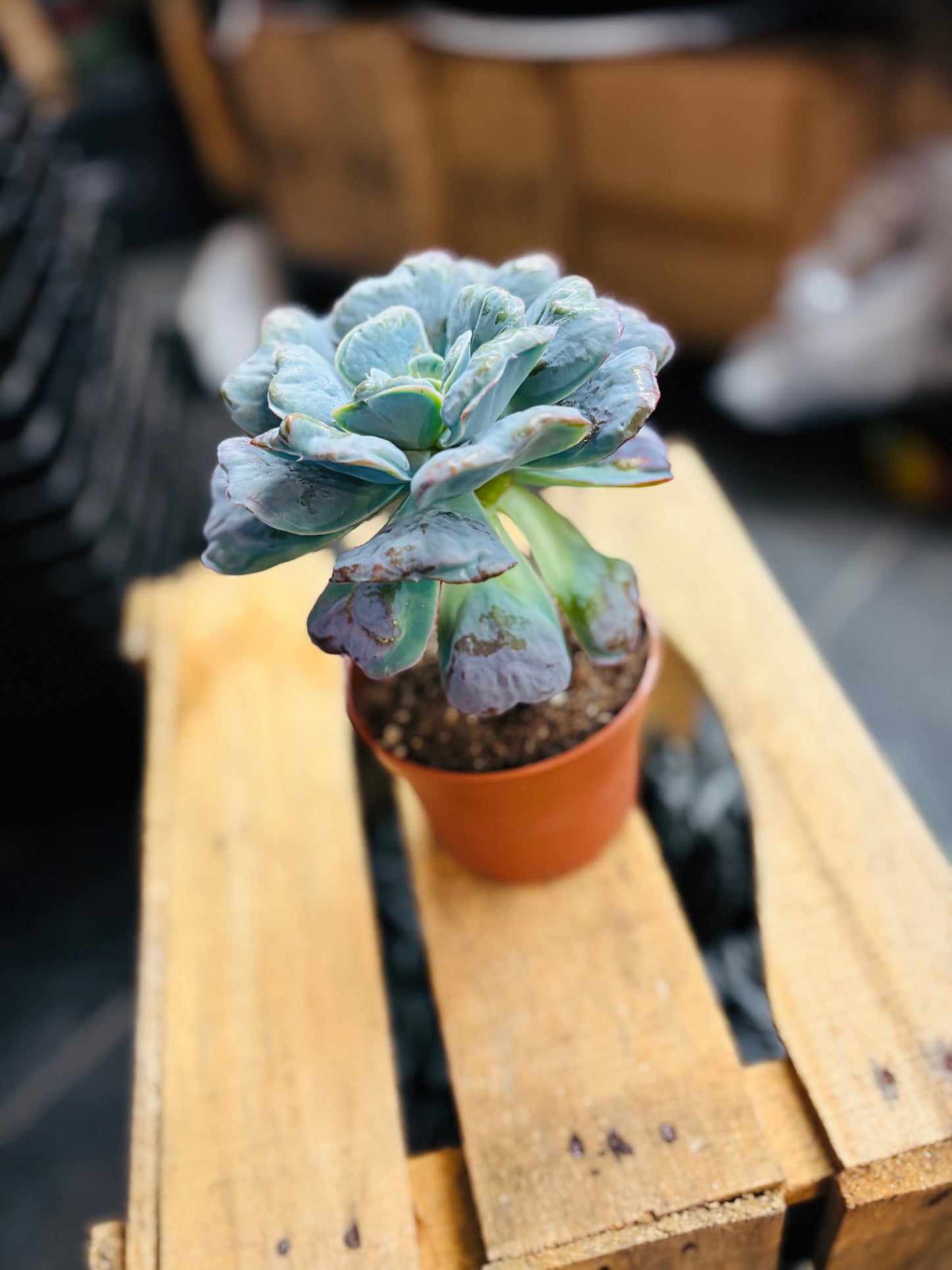 Echeveria Heart's Delight