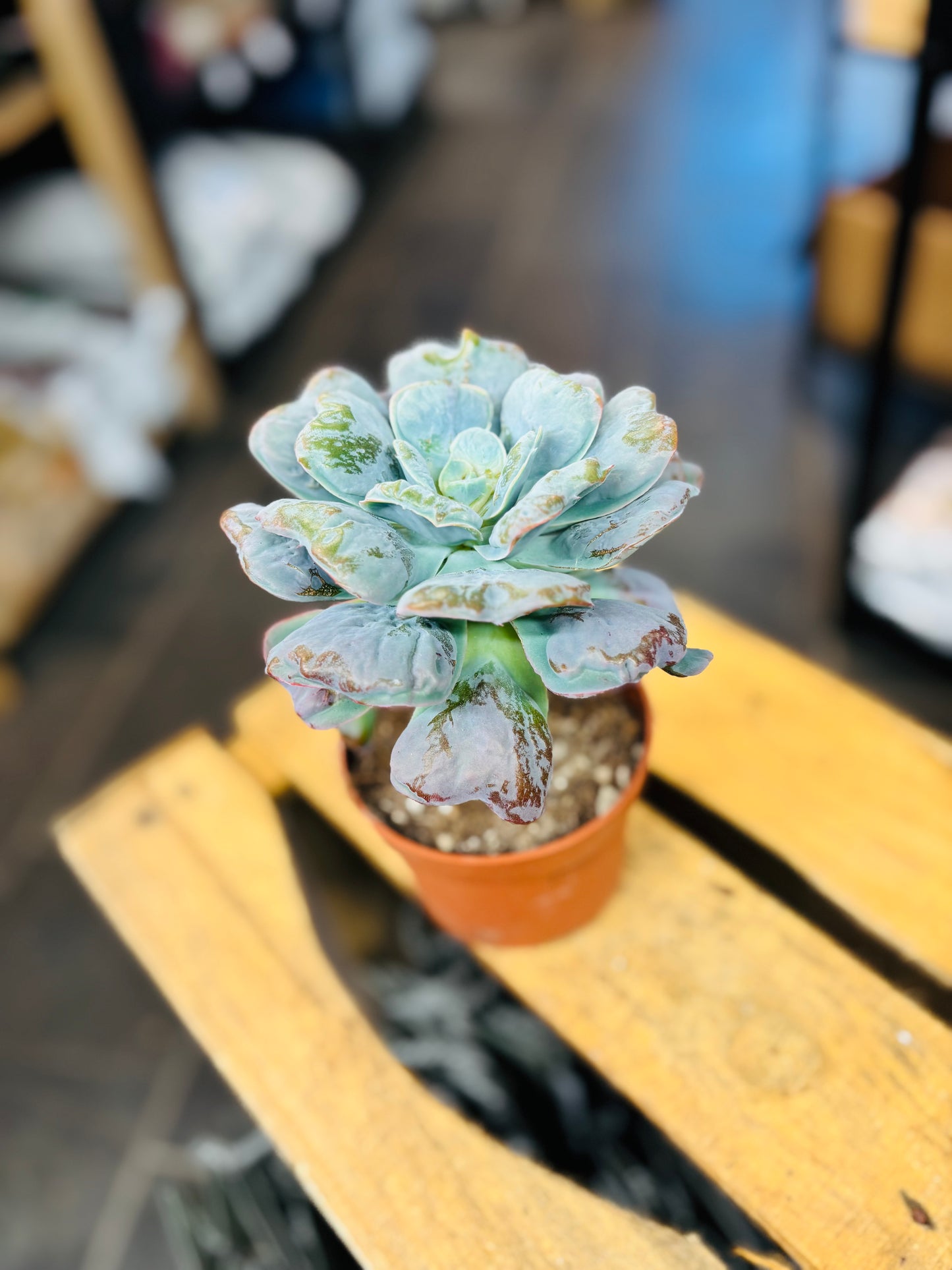 Echeveria Heart's Delight