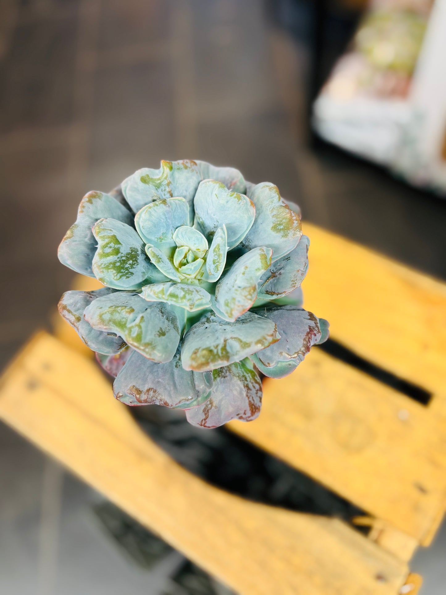 Echeveria Heart's Delight