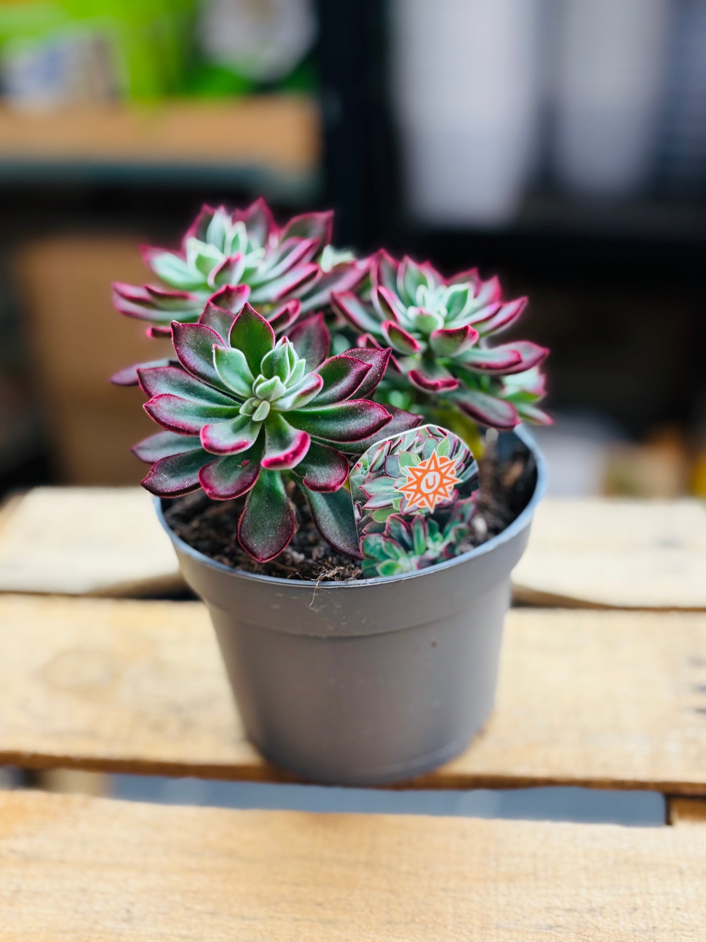 Echeveria Pulvinata Devotion