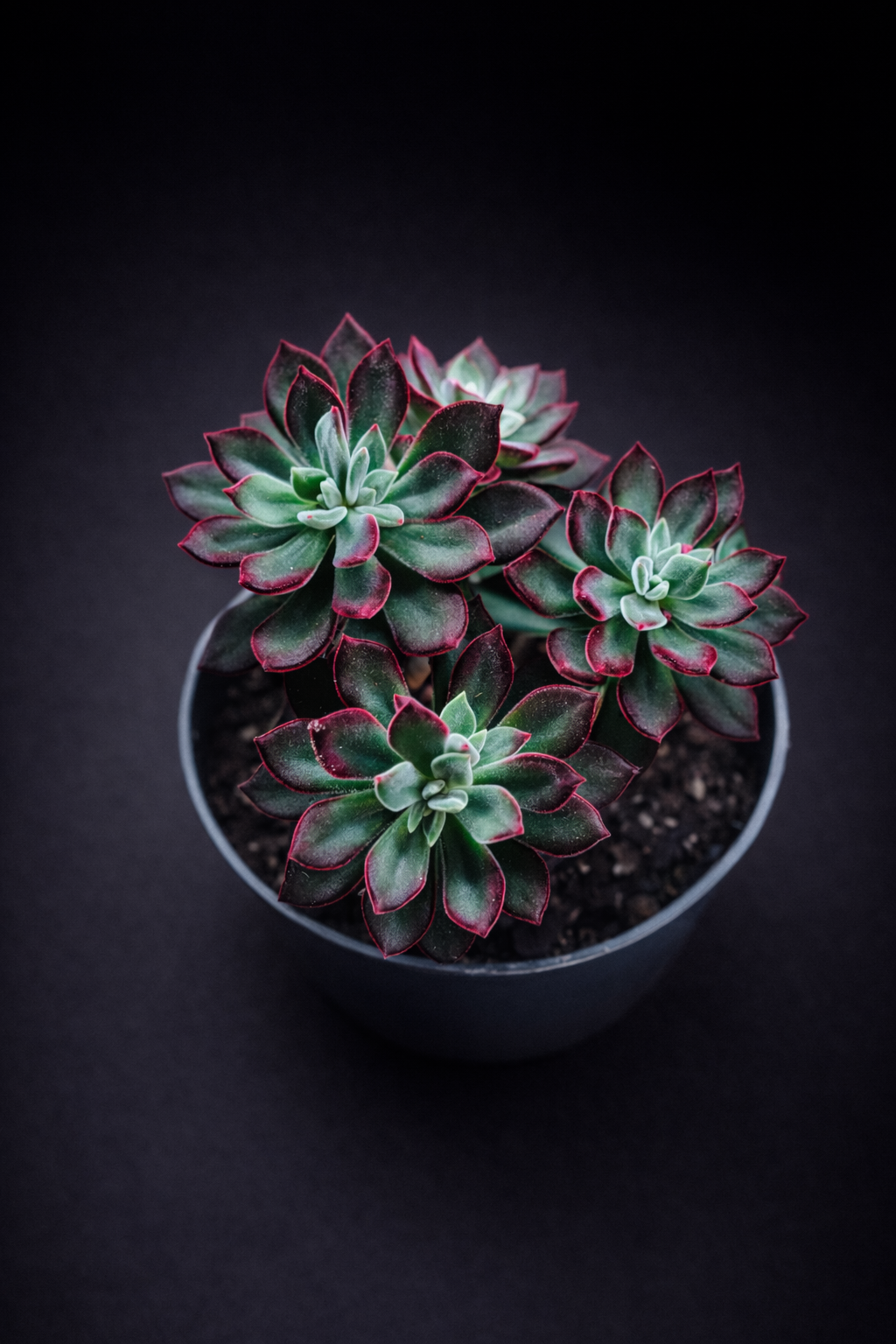 Echeveria Pulvinata Devotion