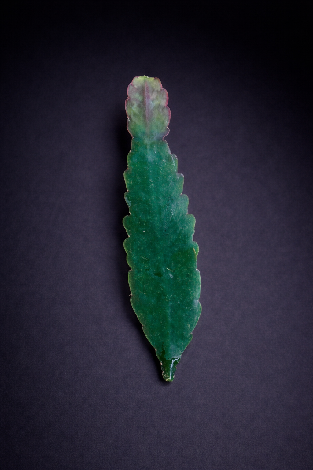 Epiphyllum Sarah Courant - Stikling