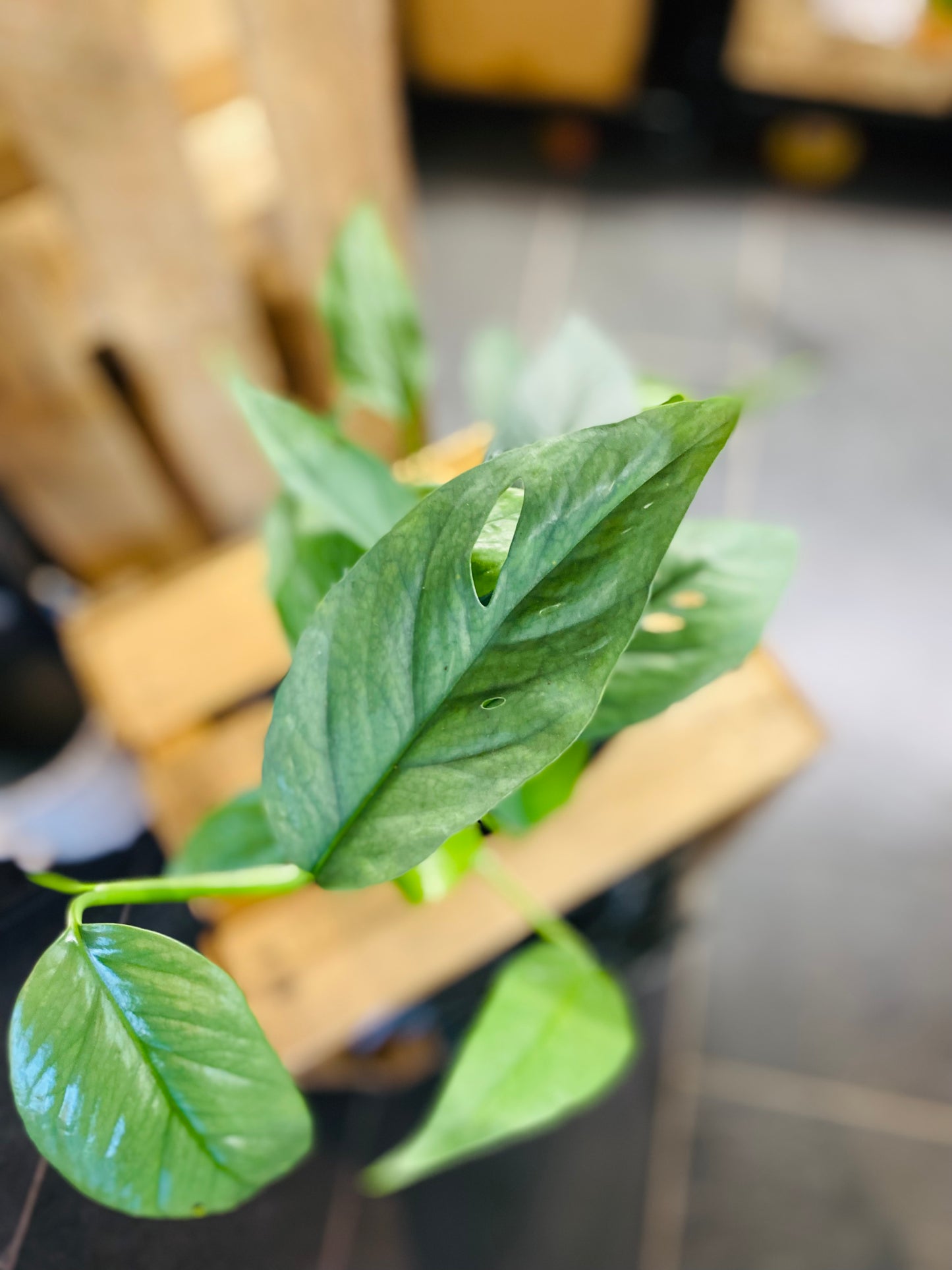 Epipremnum Cebu Blue