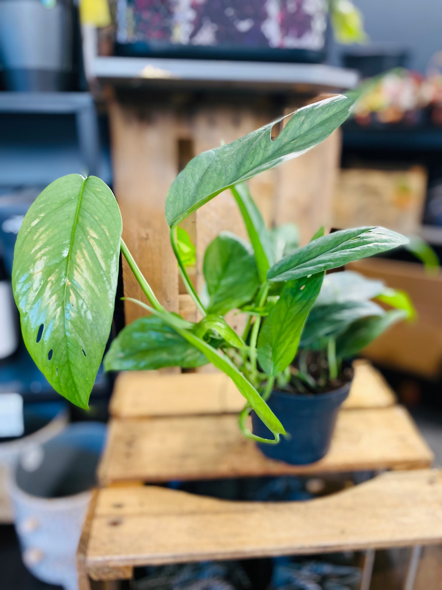 Epipremnum Cebu Blue