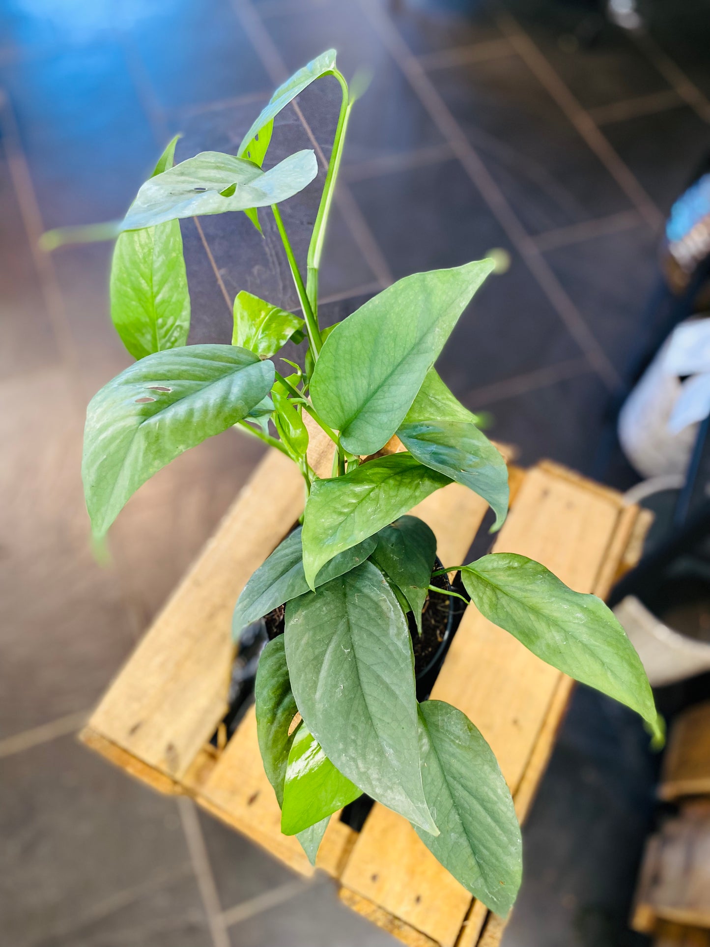 Epipremnum Cebu Blue