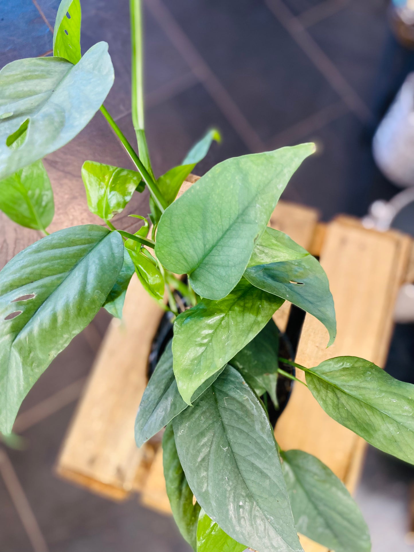 Epipremnum Cebu Blue